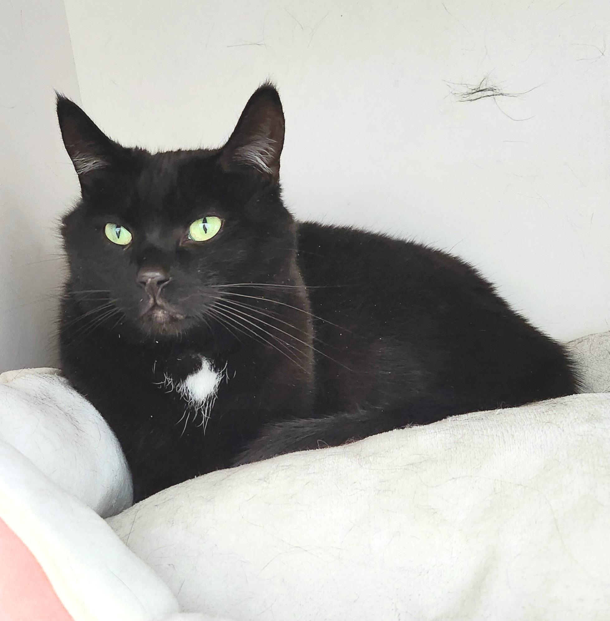 Junior & Leroy, a ADOPTABLE Domestic Short Hair in Medfield, MA image 2/4