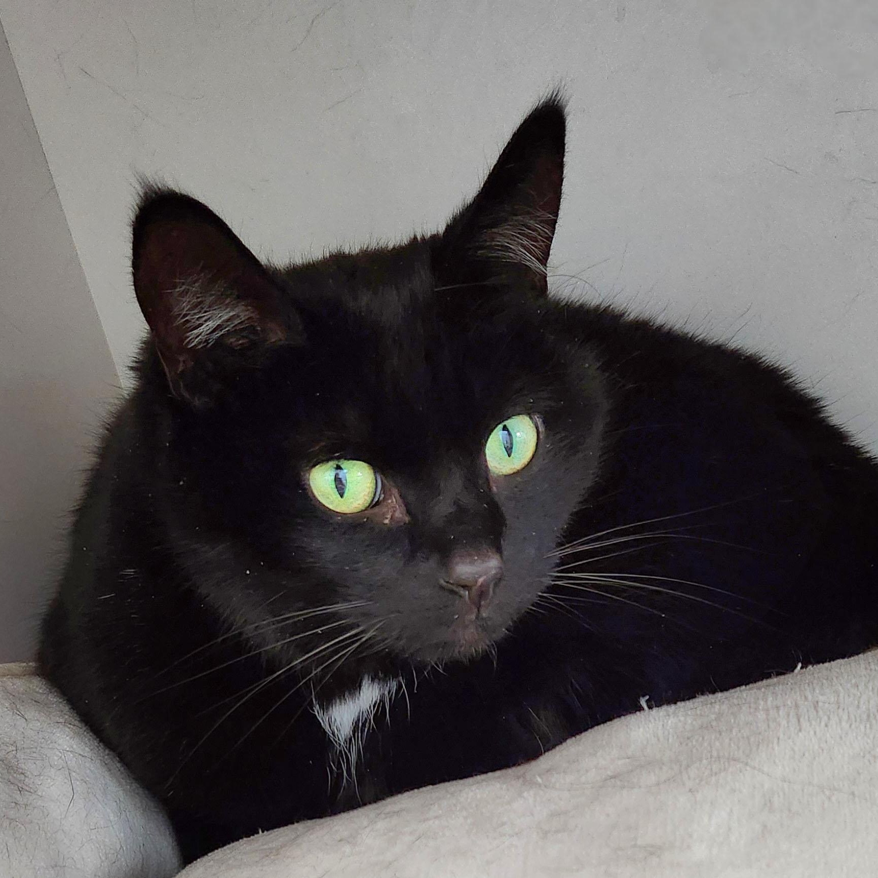 Junior & Leroy, a ADOPTABLE Domestic Short Hair in Medfield, MA image 3/4