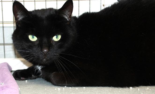 Junior & Leroy, a ADOPTABLE Domestic Short Hair in Medfield, MA image 4/4