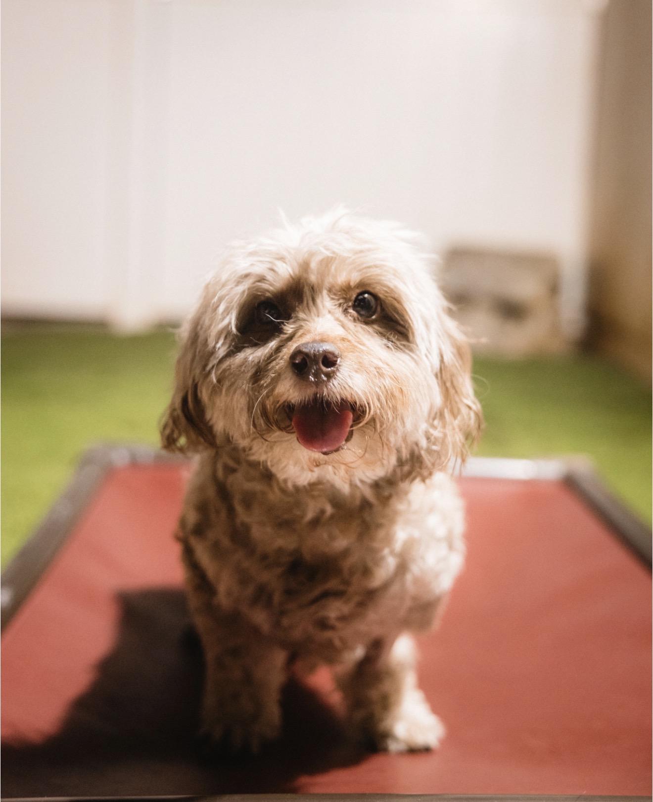 Hannah, Adoptable, Adult Female Maltipoo.