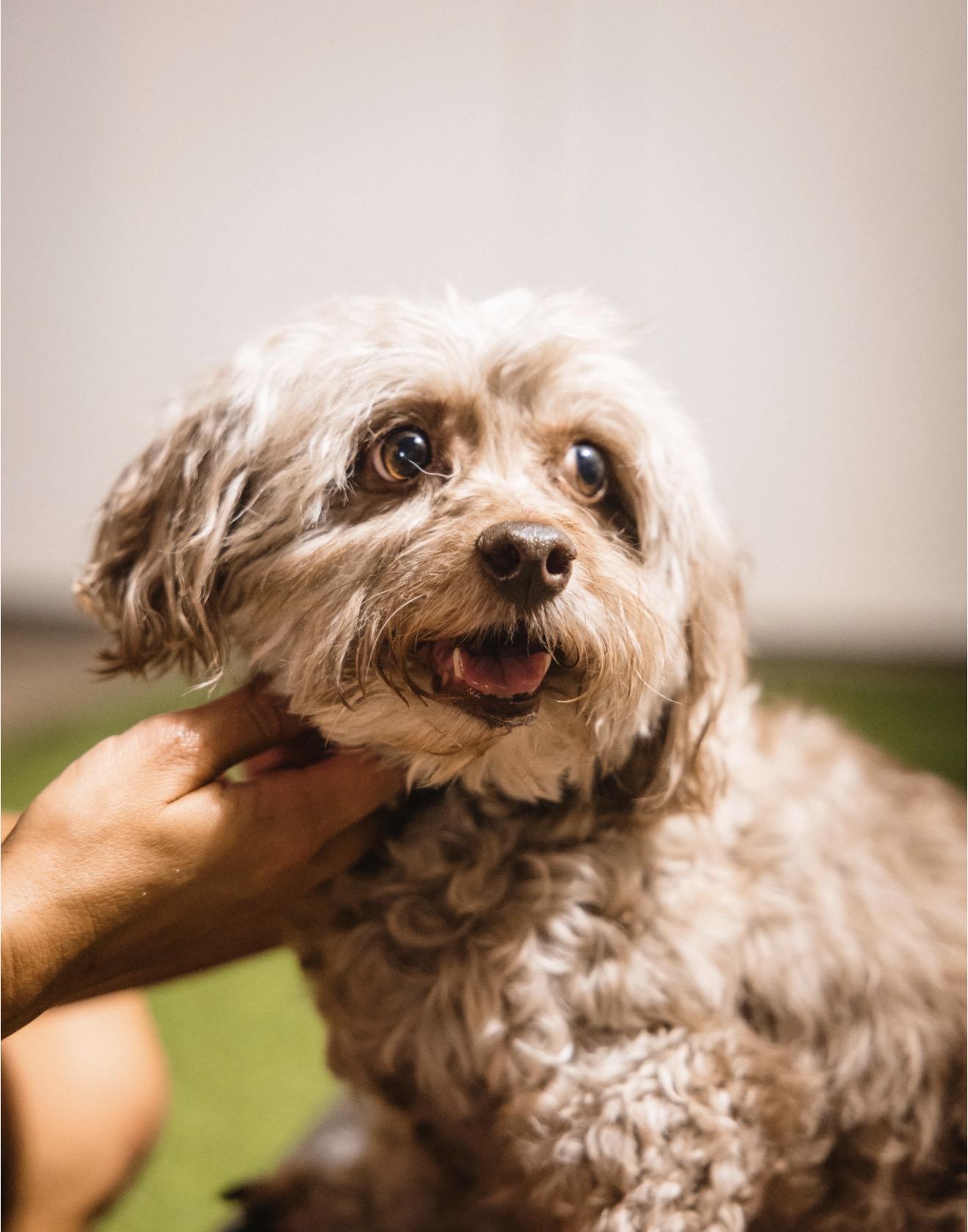 Enlarge Hannah, a Adoptable Maltipoo in Smyrna, TN image 2/6