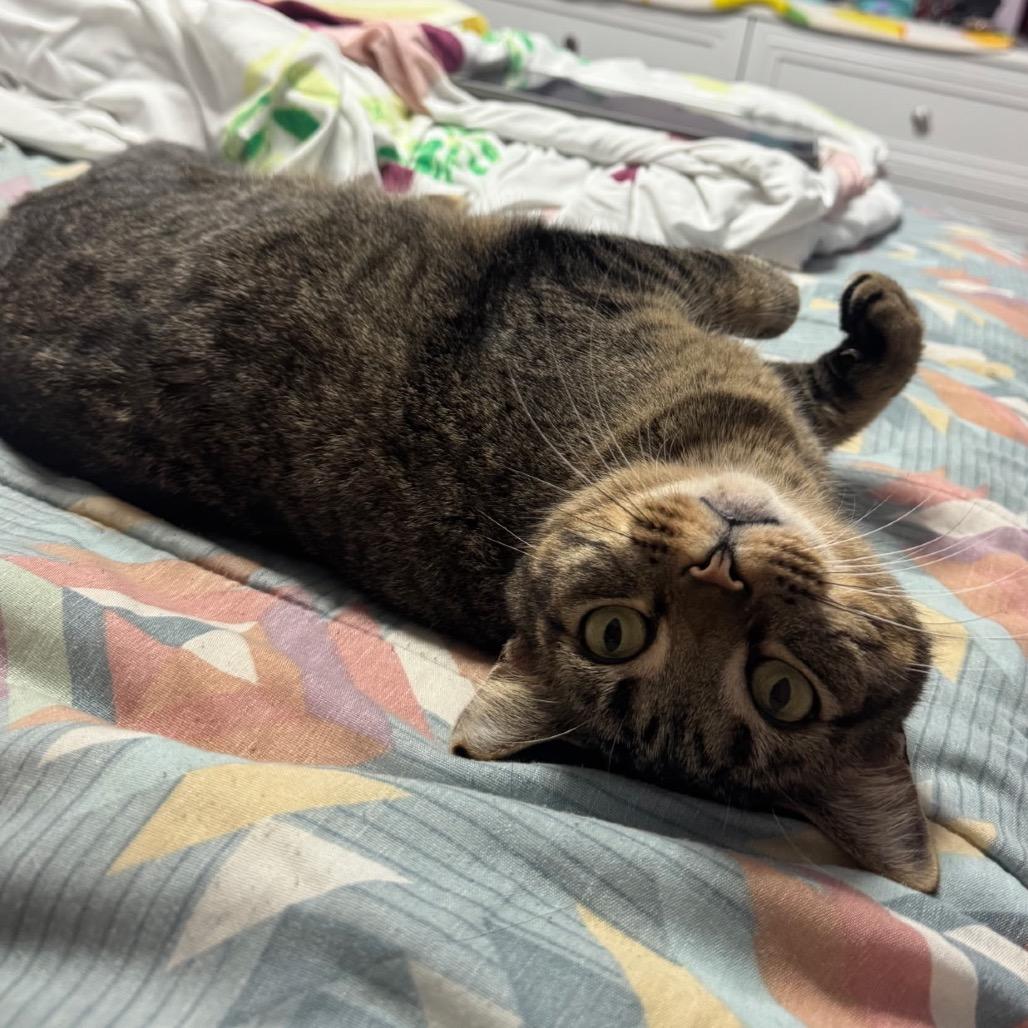 Bailey, a Adoptable Domestic Short Hair in Marion, IL image 1/2