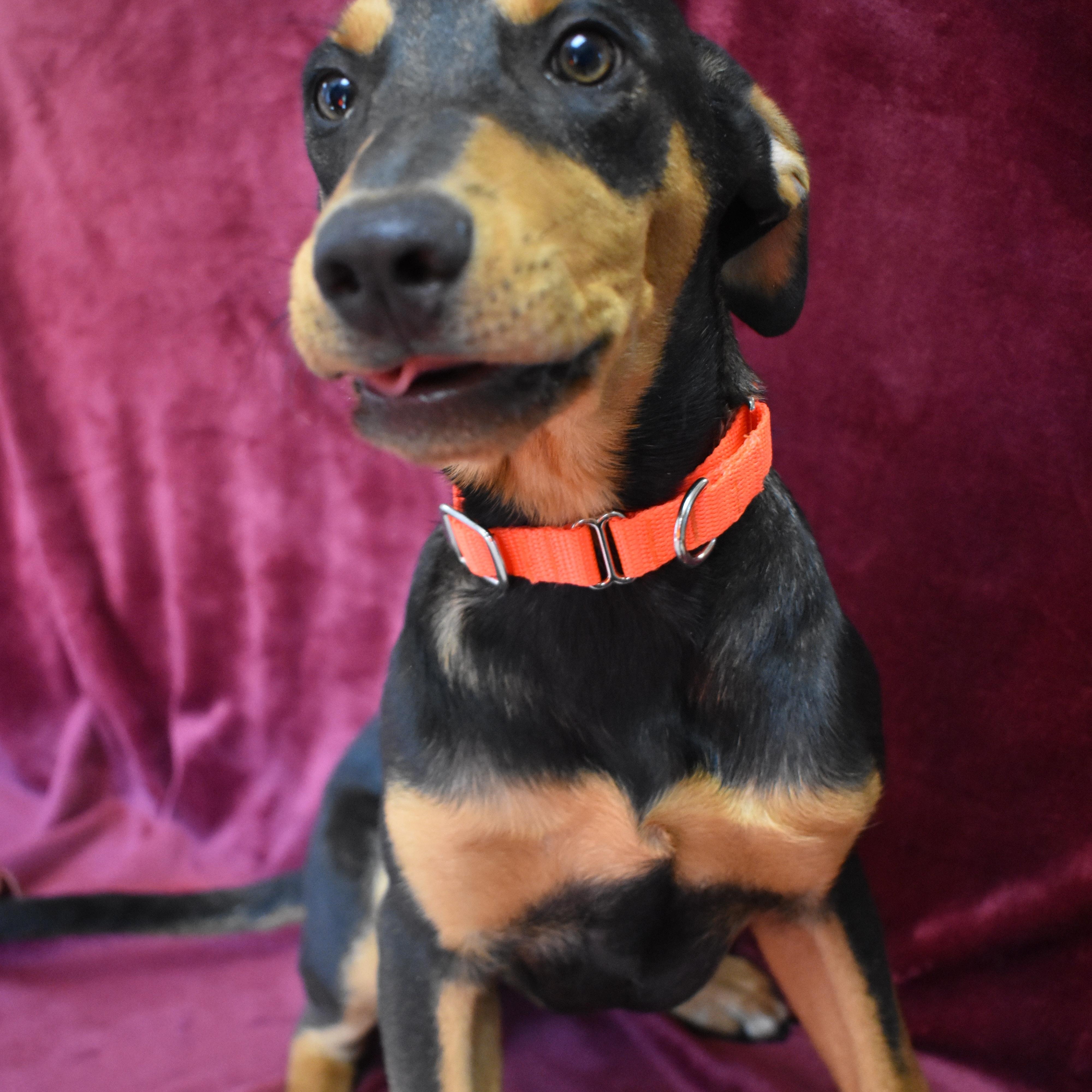 Bruno, ADOPTABLE, Young Male Doberman Pinscher.