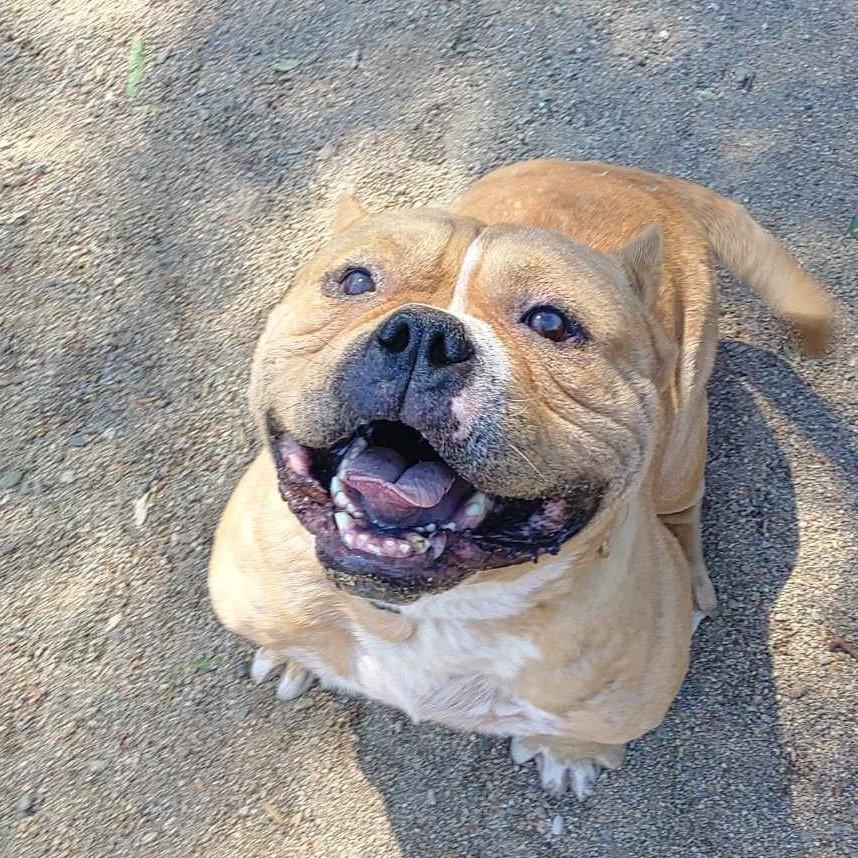 Enlarge TATER, a Adoptable American Bulldog in Murrieta, CA image 2/5