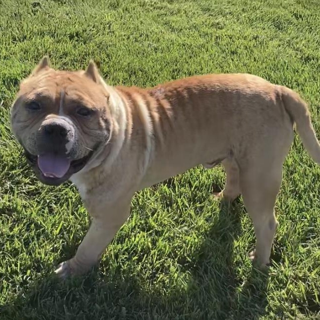 Enlarge TATER, a Adoptable American Bulldog in Murrieta, CA image 4/5