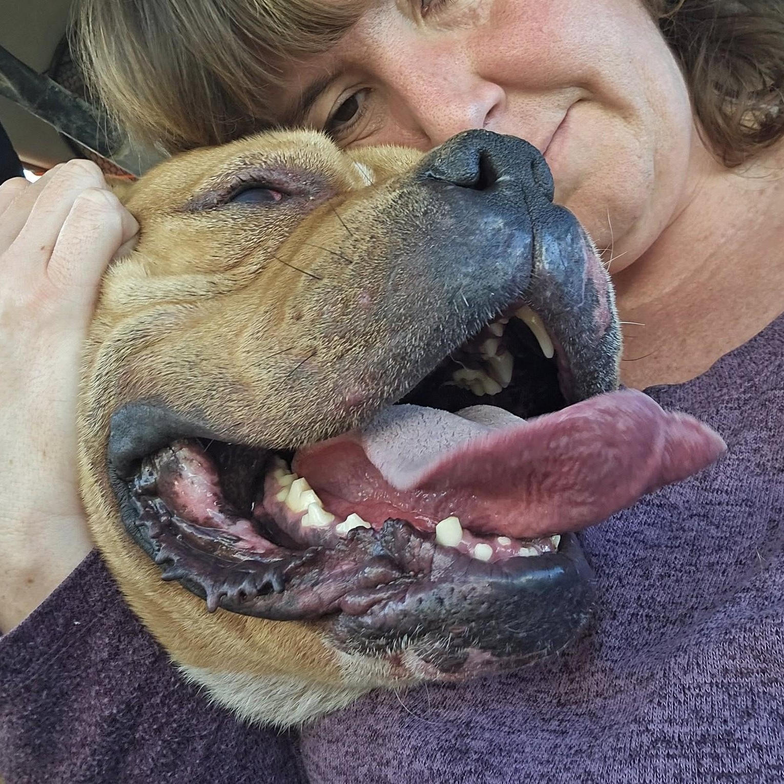 Enlarge TATER, a Adoptable American Bulldog in Murrieta, CA image 3/5