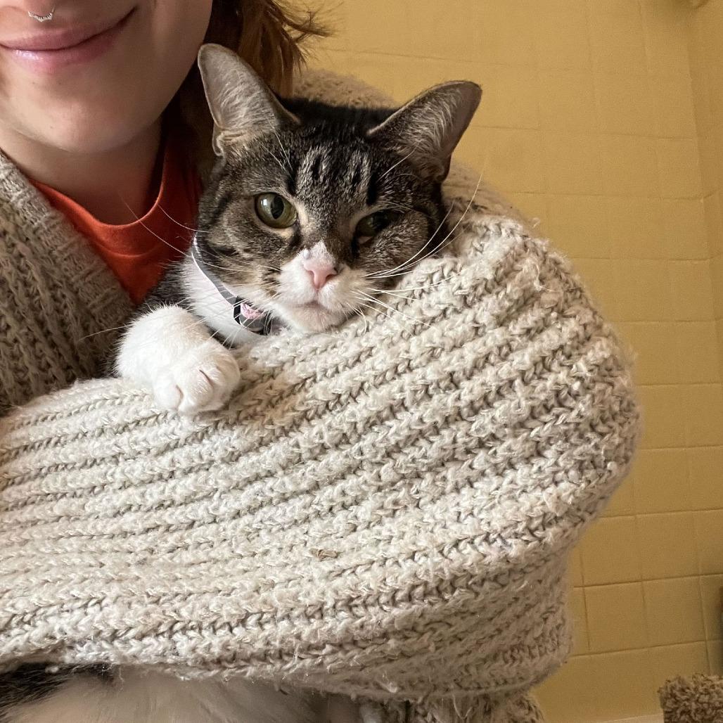 Enlarge Cleo, a Adoptable Domestic Short Hair in Medina, OH image 2/4