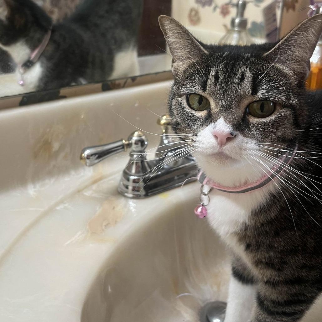 Enlarge Cleo, a Adoptable Domestic Short Hair in Medina, OH image 3/4