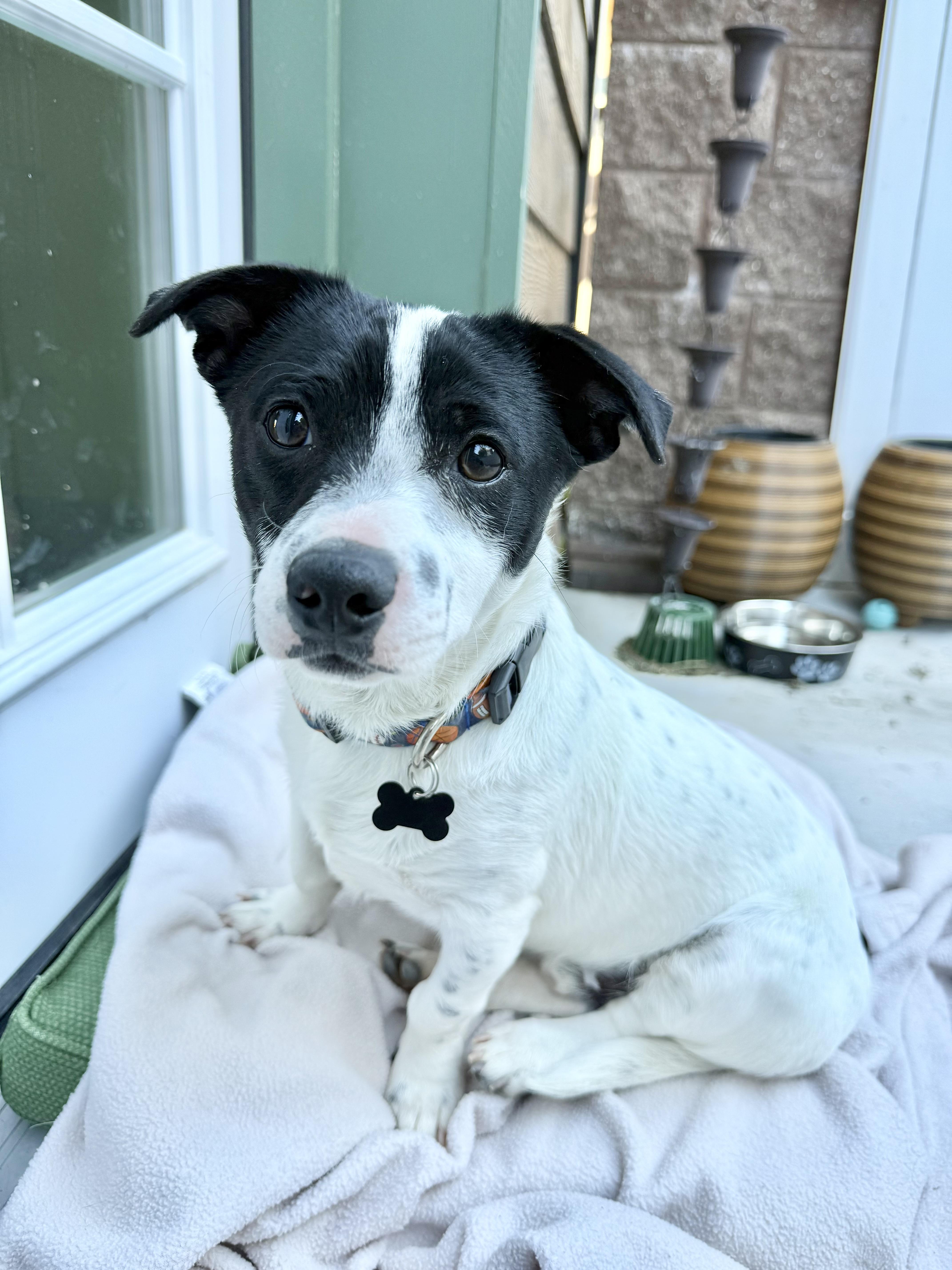 Enlarge Frosty, a ADOPTABLE mixed breed in Agoura Hills, CA image 1/3
