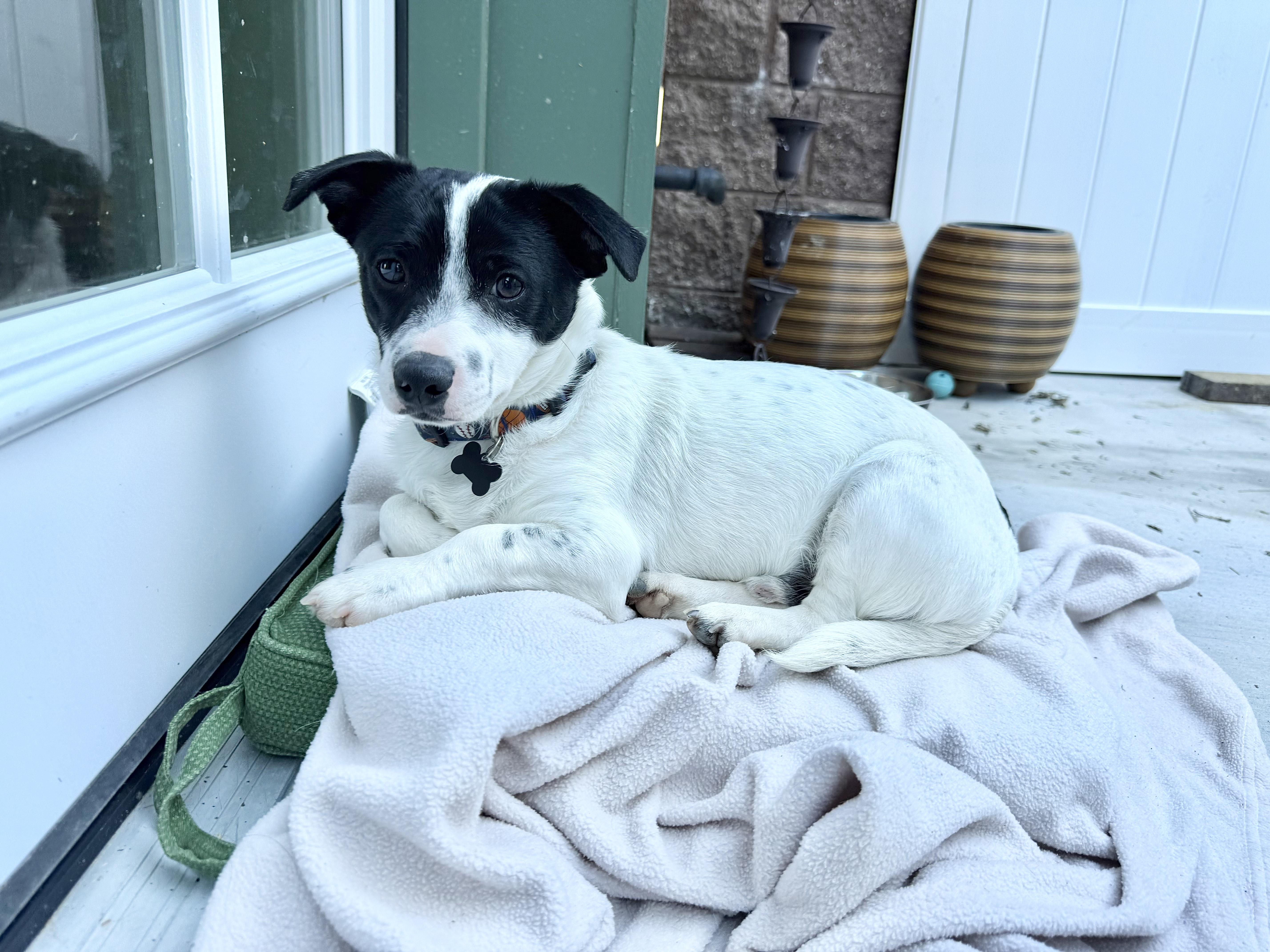 Enlarge Frosty, a ADOPTABLE mixed breed in Agoura Hills, CA image 2/3