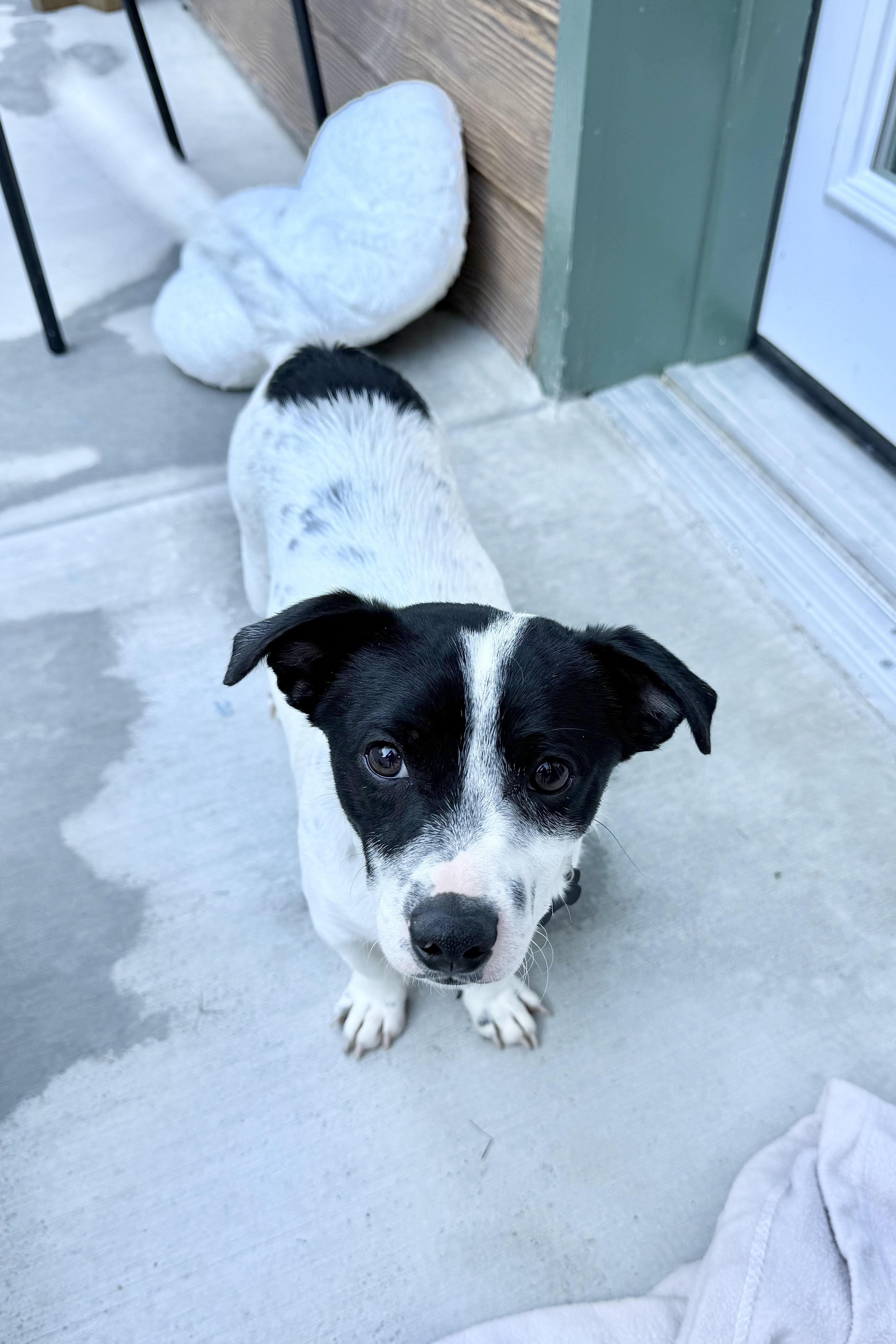 Enlarge Frosty, a ADOPTABLE mixed breed in Agoura Hills, CA image 3/3