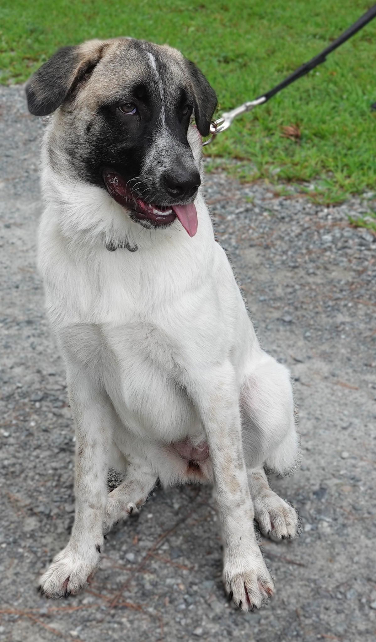 Saffron, a Adoptable mixed breed in Richmond, VA image 3/5