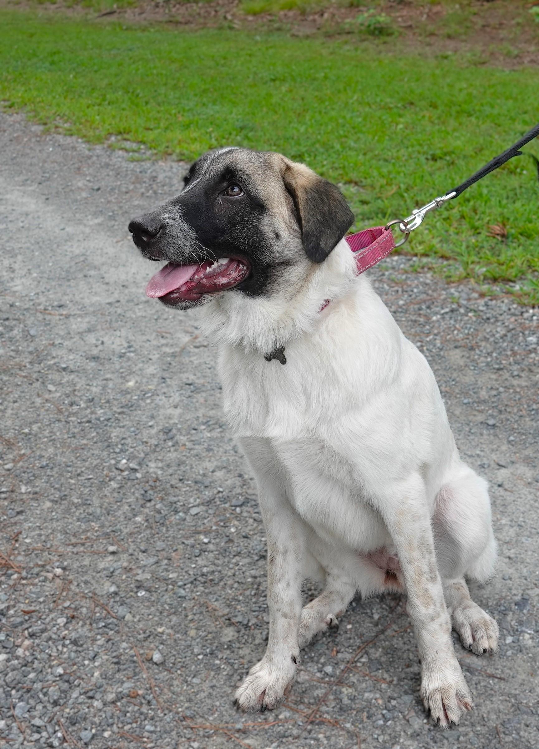Saffron, a Adoptable mixed breed in Richmond, VA image 4/5