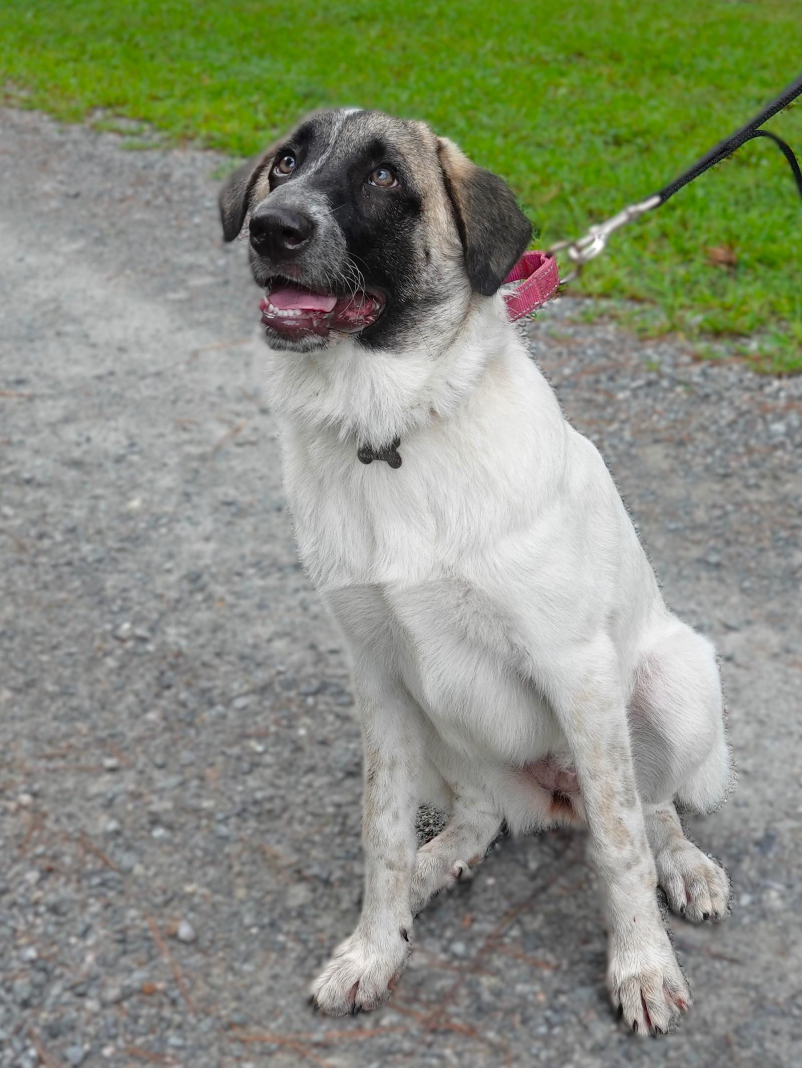 Saffron, a Adoptable mixed breed in Richmond, VA image 5/5