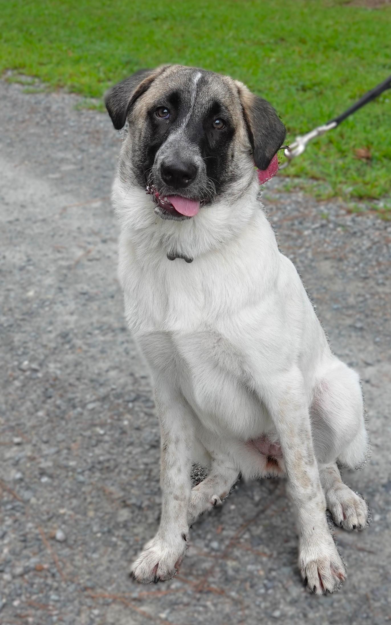 Saffron, a Adoptable mixed breed in Richmond, VA image 2/5