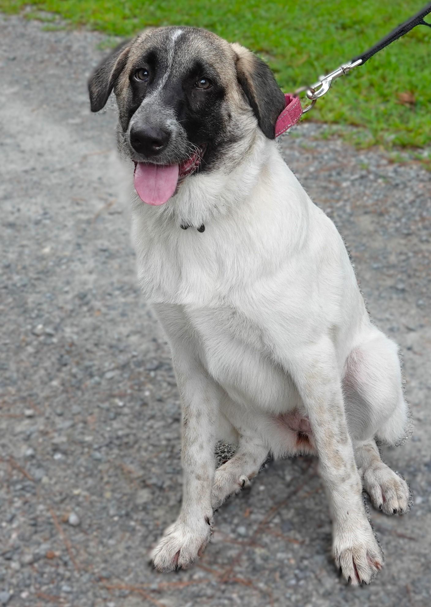 Saffron, Adoptable, Young Female Anatolian Shepherd & Great Pyrenees.