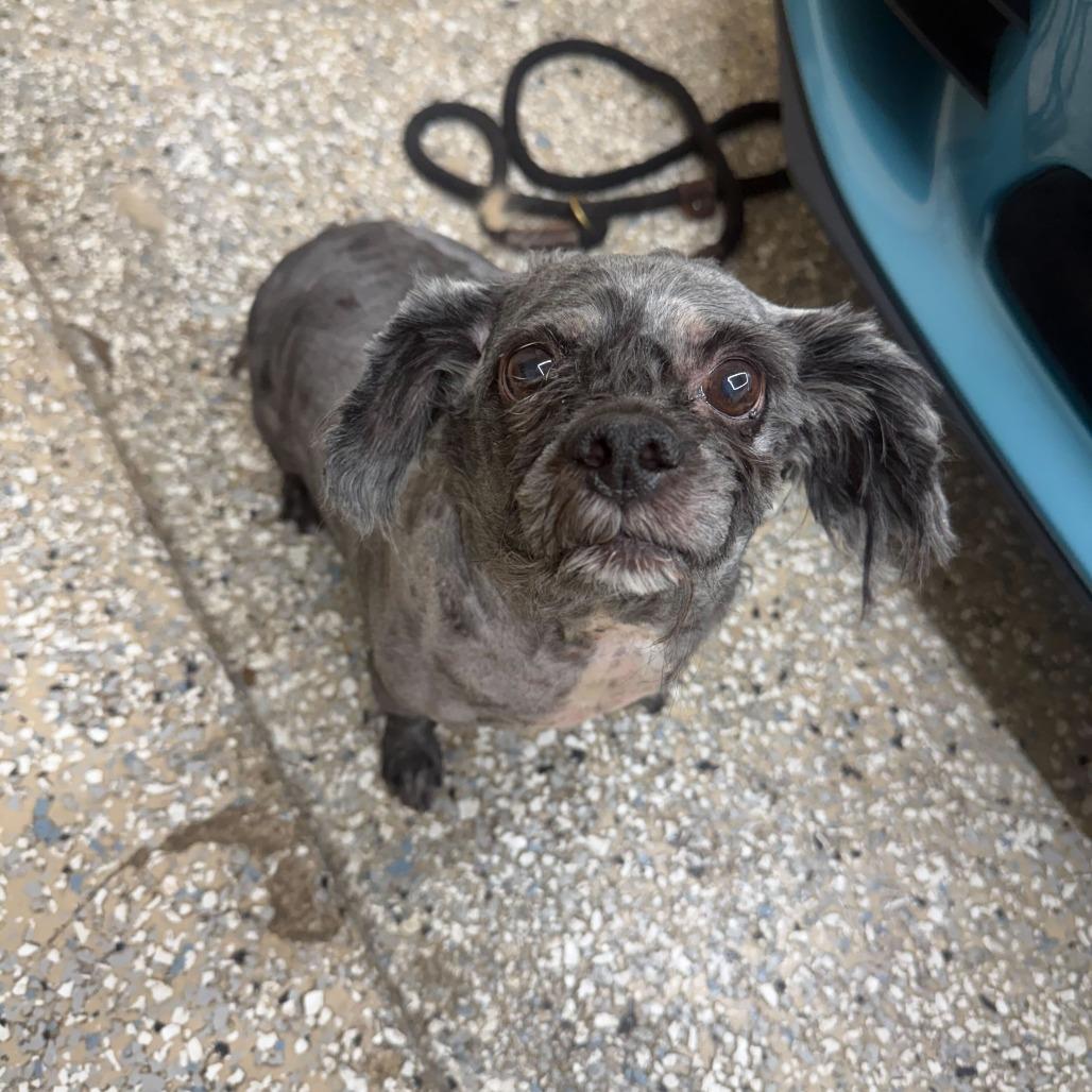 Sergio Hudson, Adoptable, Adult Male Shih Tzu.