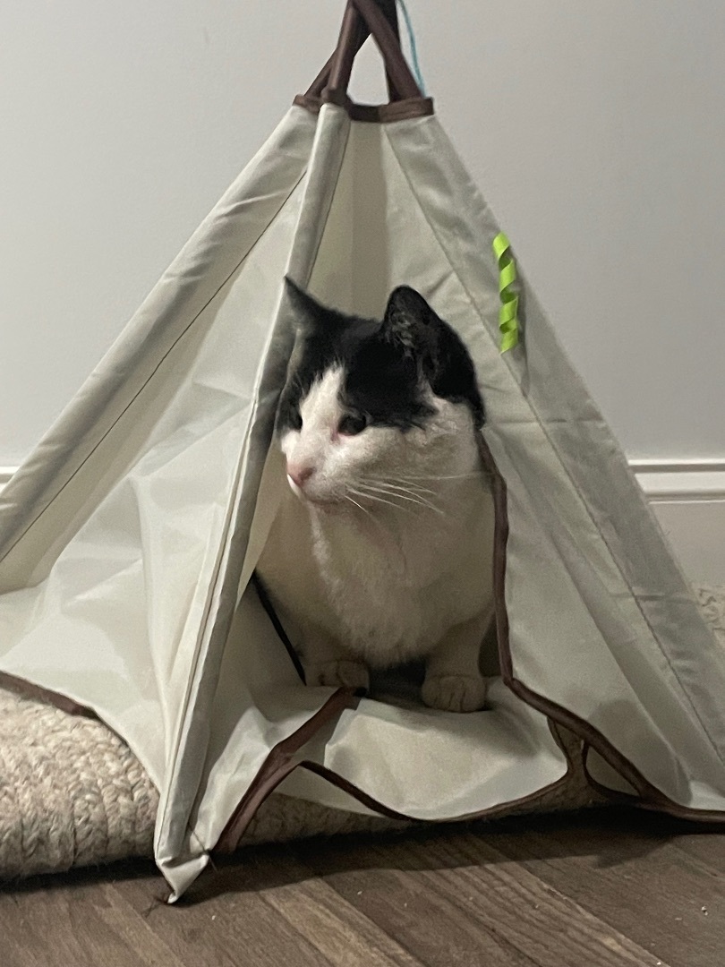 Enlarge Mario, an adoptable American Shorthair in Galloway, NJ image 4/4