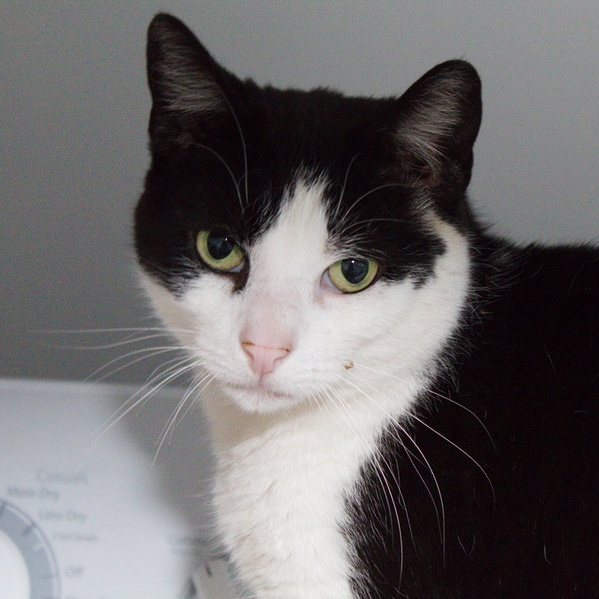 Mario, adoptable, Senior Male American Shorthair.