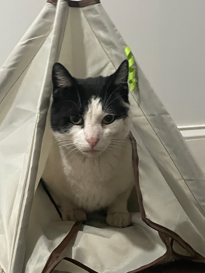 Enlarge Mario, an adoptable American Shorthair in Galloway, NJ image 3/4