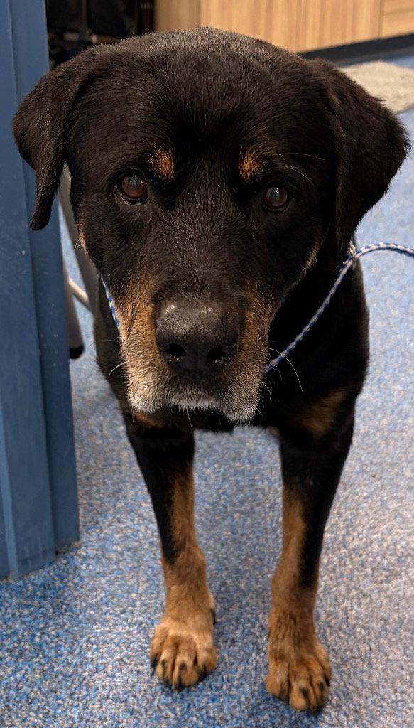 26-447 Axel, Adoptable, Senior Male Rottweiler.