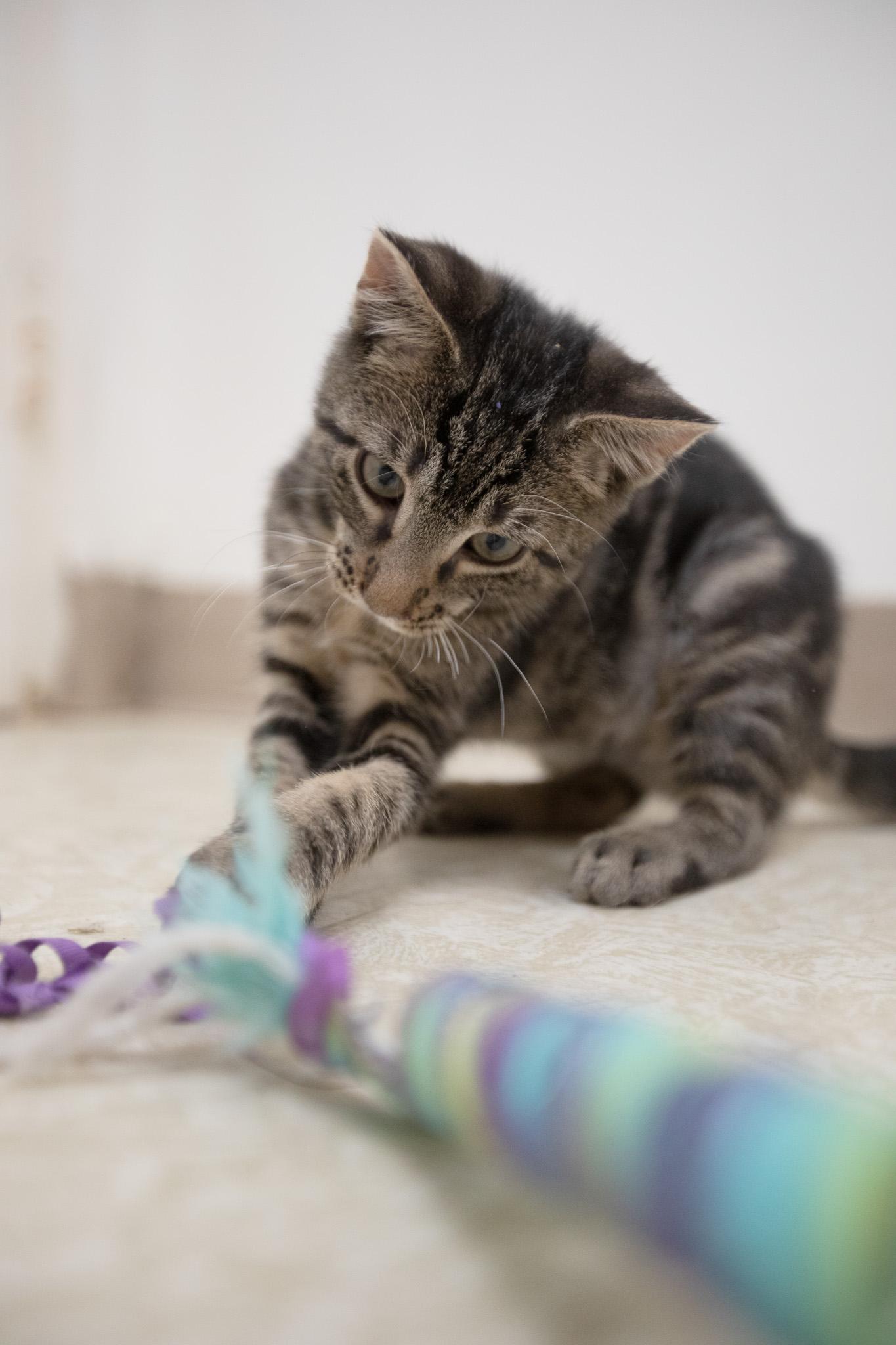 Enlarge Mati, a Adoptable Domestic Short Hair in Montclair, NJ image 2/6