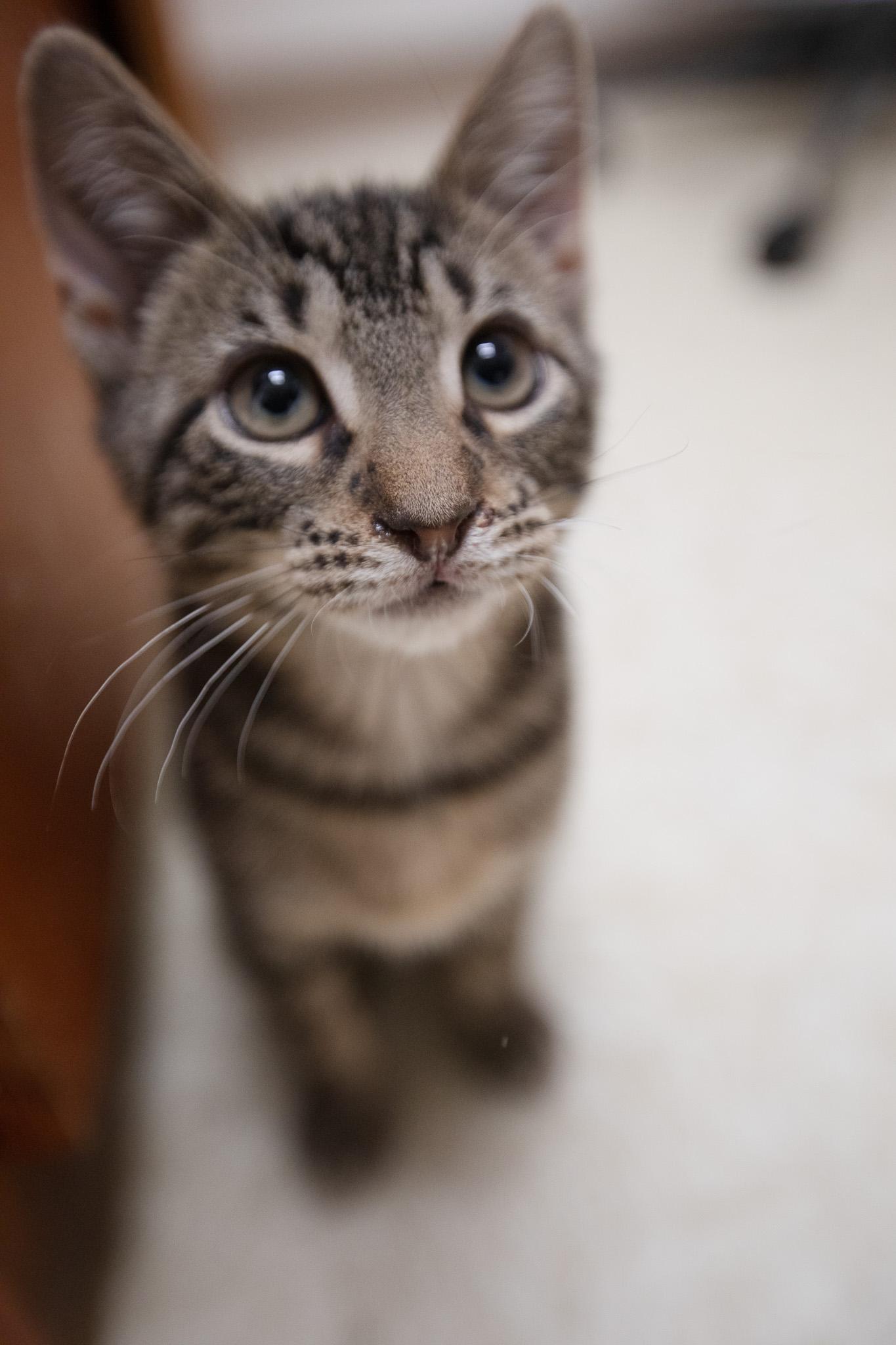 Enlarge Mati, a Adoptable Domestic Short Hair in Montclair, NJ image 3/6