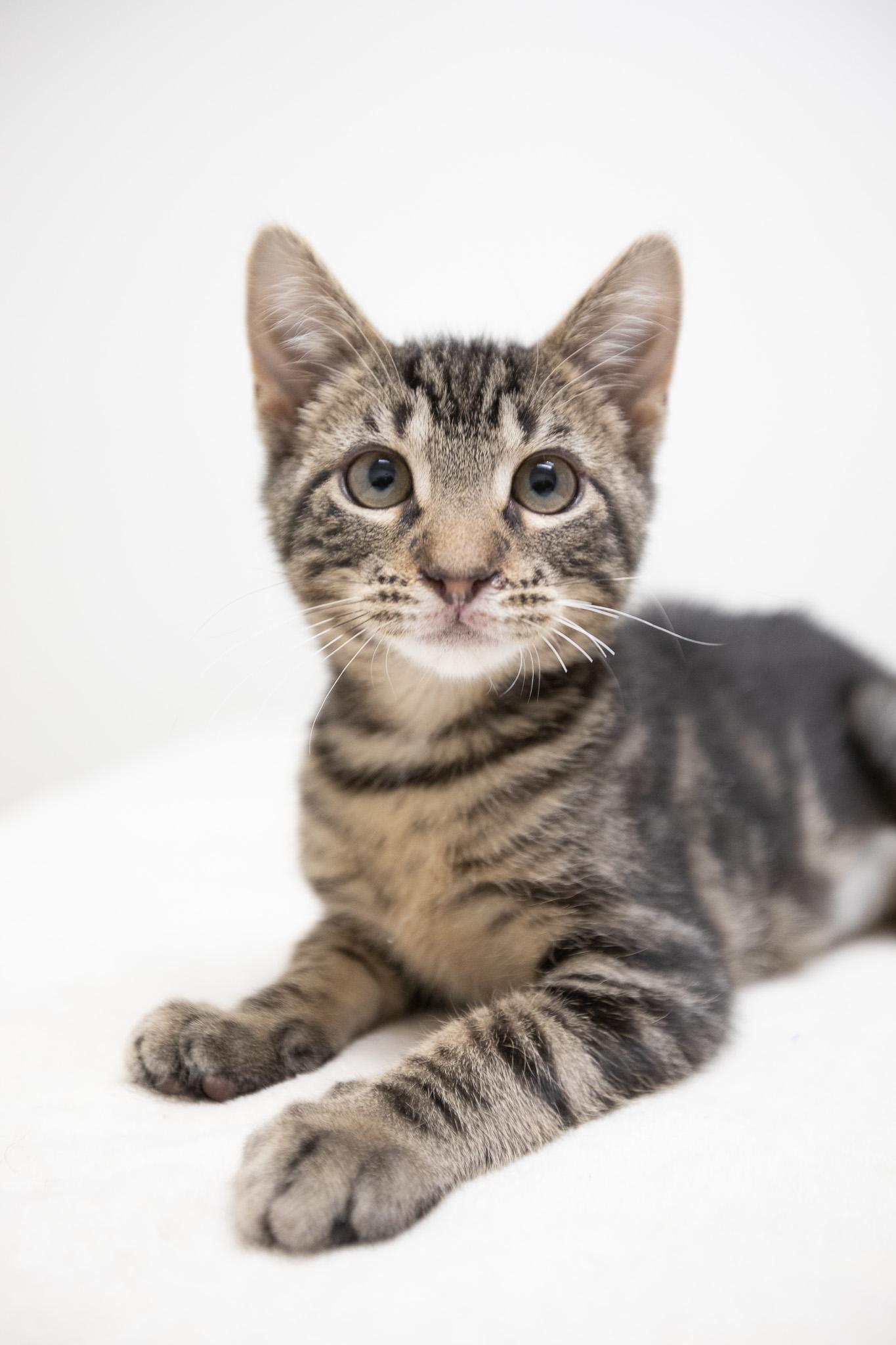 Enlarge Mati, a Adoptable Domestic Short Hair in Montclair, NJ image 5/6