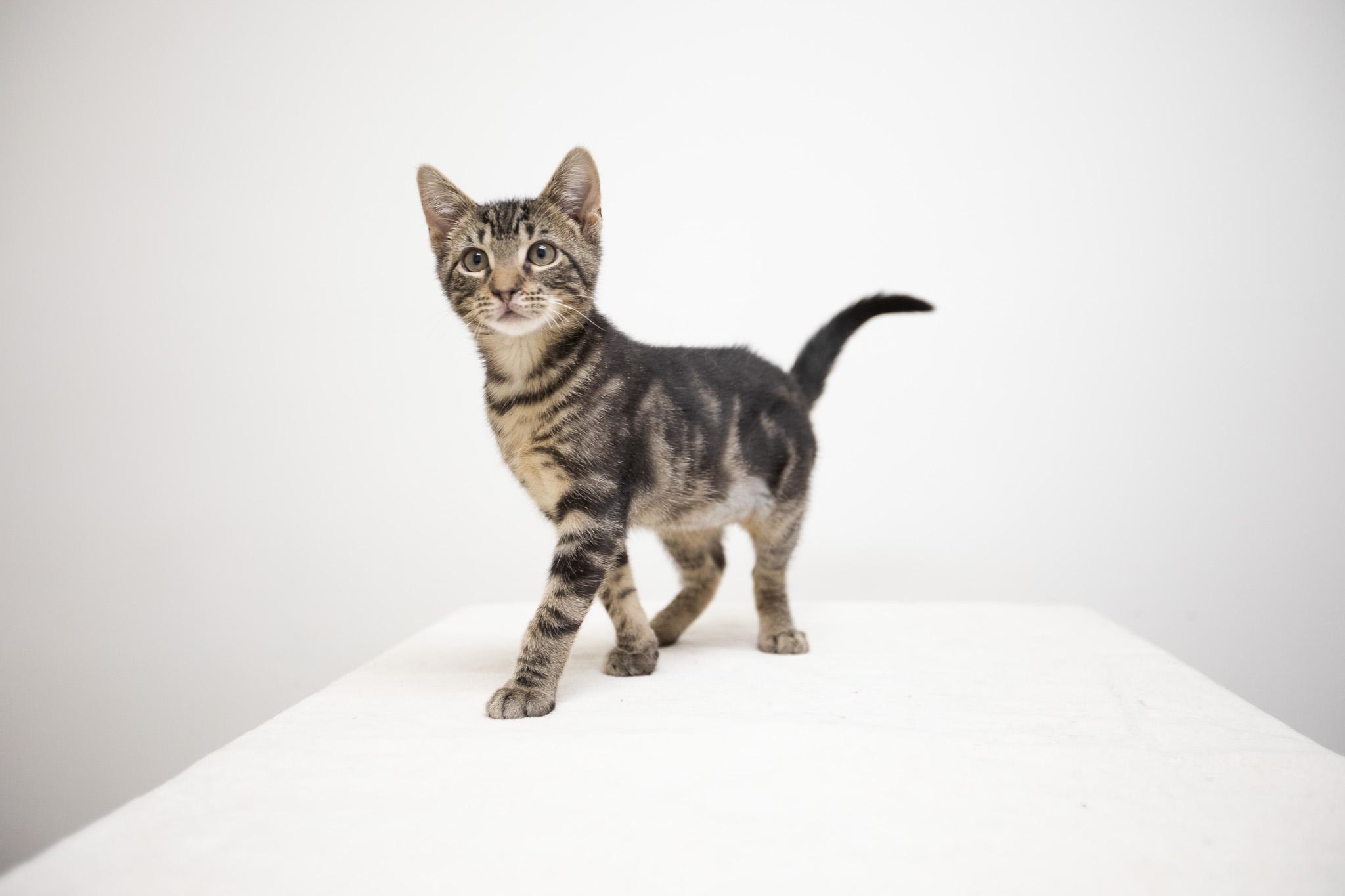 Enlarge Mati, a Adoptable Domestic Short Hair in Montclair, NJ image 6/6