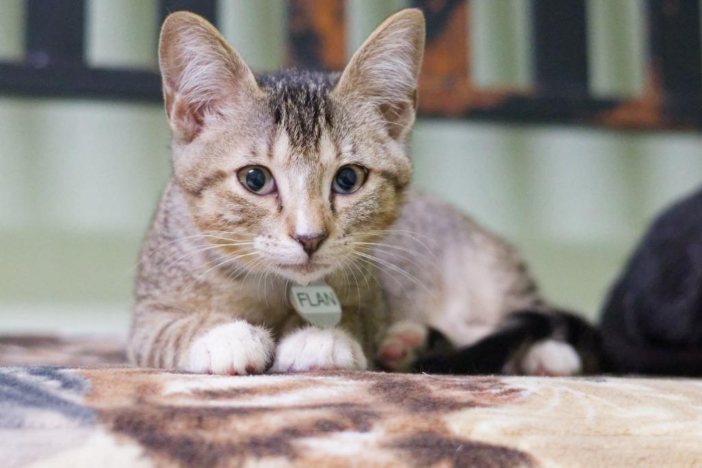 Flan, Adoptable, Kitten Male Domestic Short Hair.