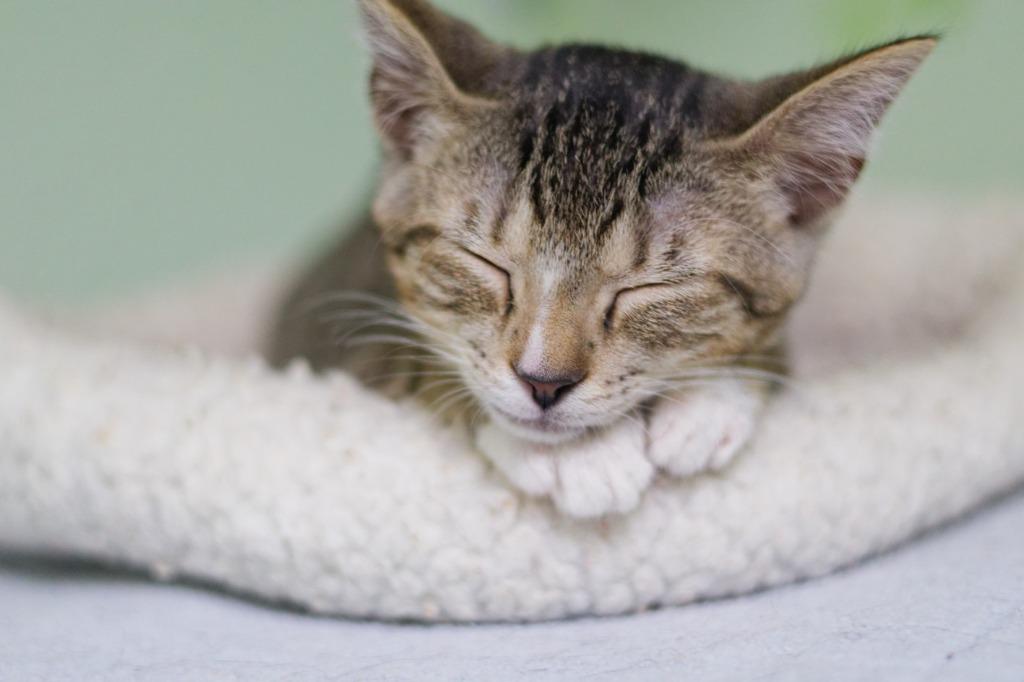 Enlarge Flan, a Adoptable mixed breed in Hot Springs, AR image 2/6