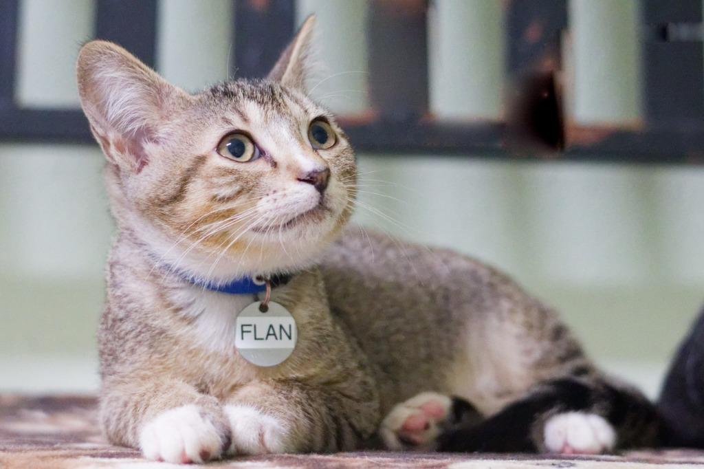 Enlarge Flan, a Adoptable mixed breed in Hot Springs, AR image 3/6