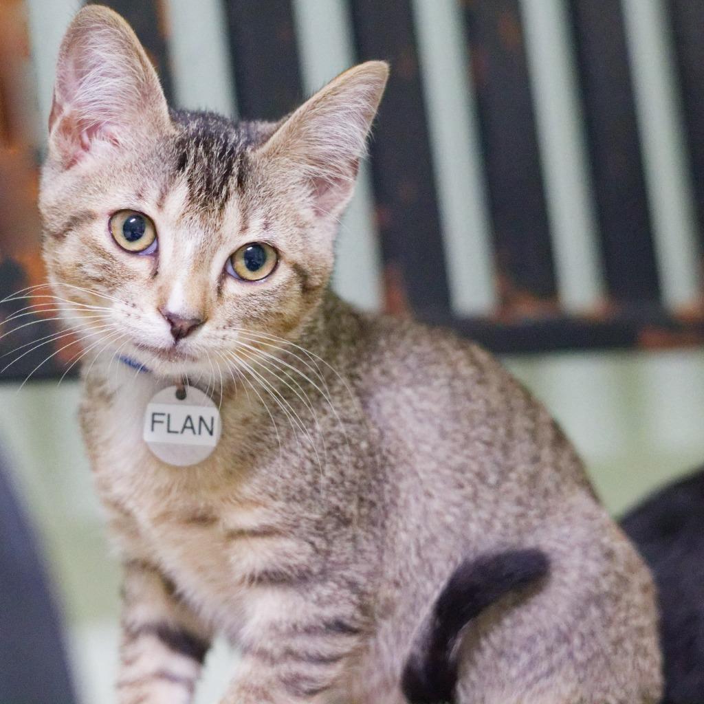 Enlarge Flan, a Adoptable mixed breed in Hot Springs, AR image 4/6