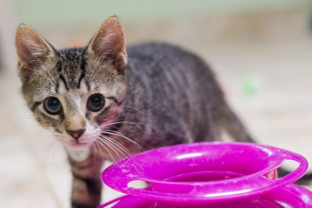Enlarge Flan, a Adoptable mixed breed in Hot Springs, AR image 5/6