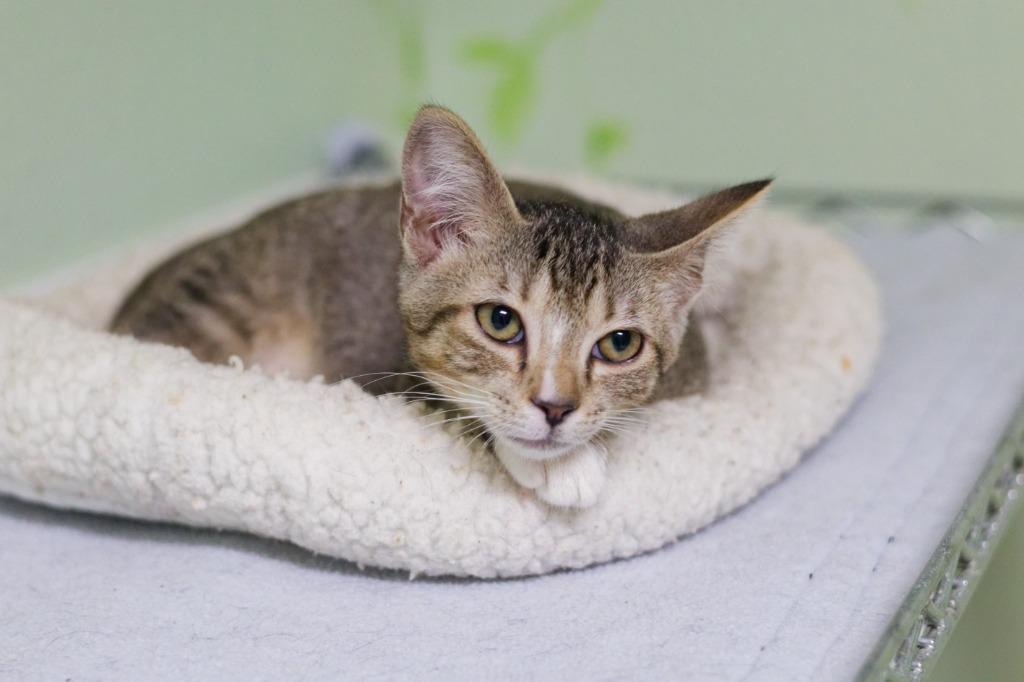 Enlarge Flan, a Adoptable mixed breed in Hot Springs, AR image 6/6
