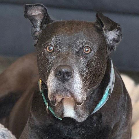 Sophia Petrillo, a Adoptable Pit Bull Terrier in Fargo, ND image 1/3