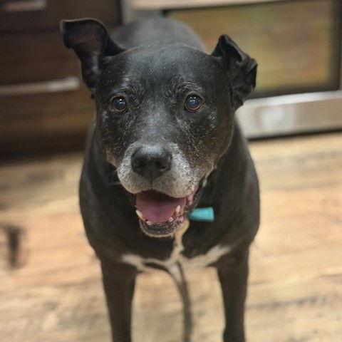 Sophia Petrillo, a Adoptable Pit Bull Terrier in Fargo, ND image 2/3