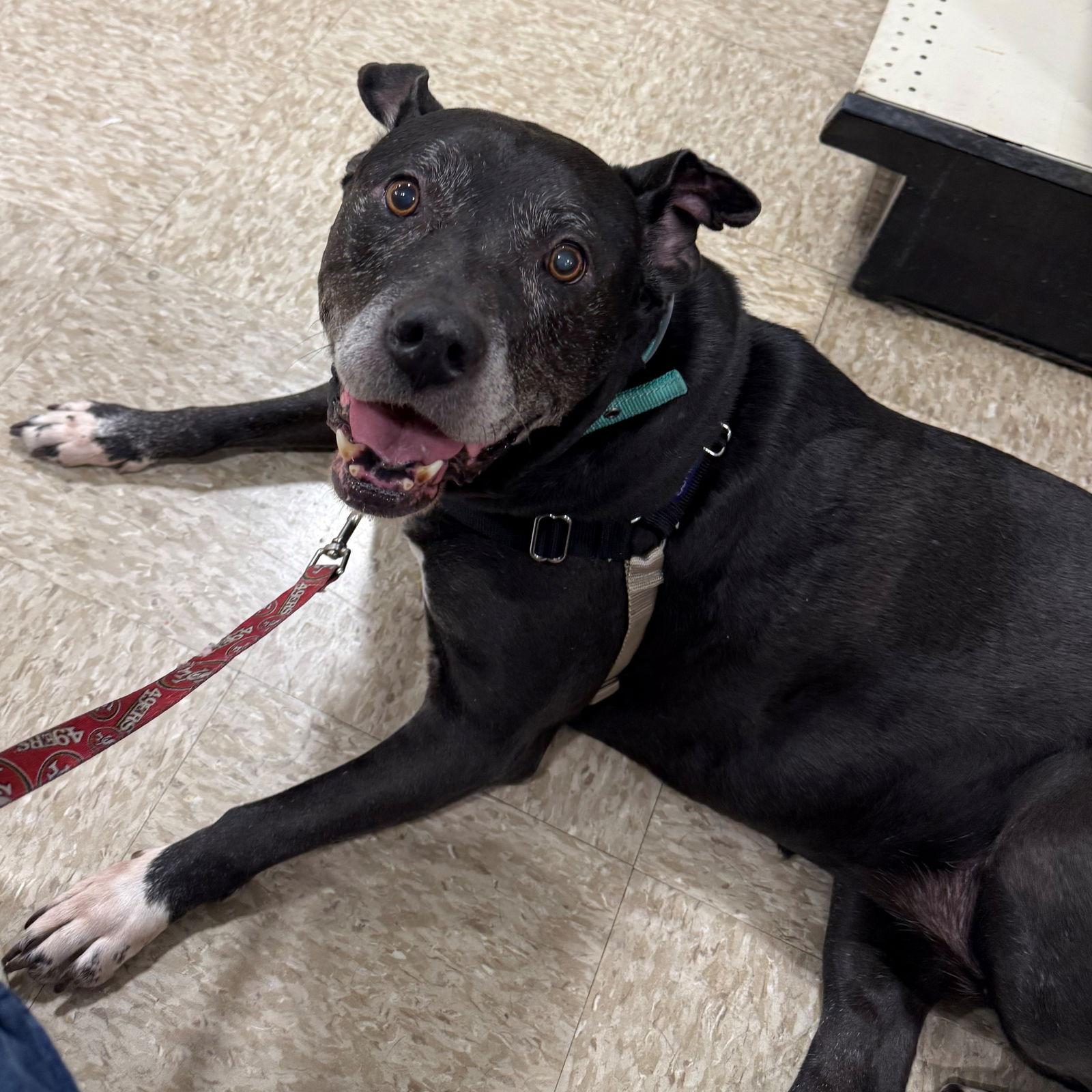 Enlarge Sophia Petrillo, a Adoptable Pit Bull Terrier in Fargo, ND image 2/3