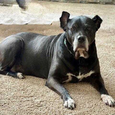 Sophia Petrillo, a Adoptable Pit Bull Terrier in Fargo, ND image 3/3