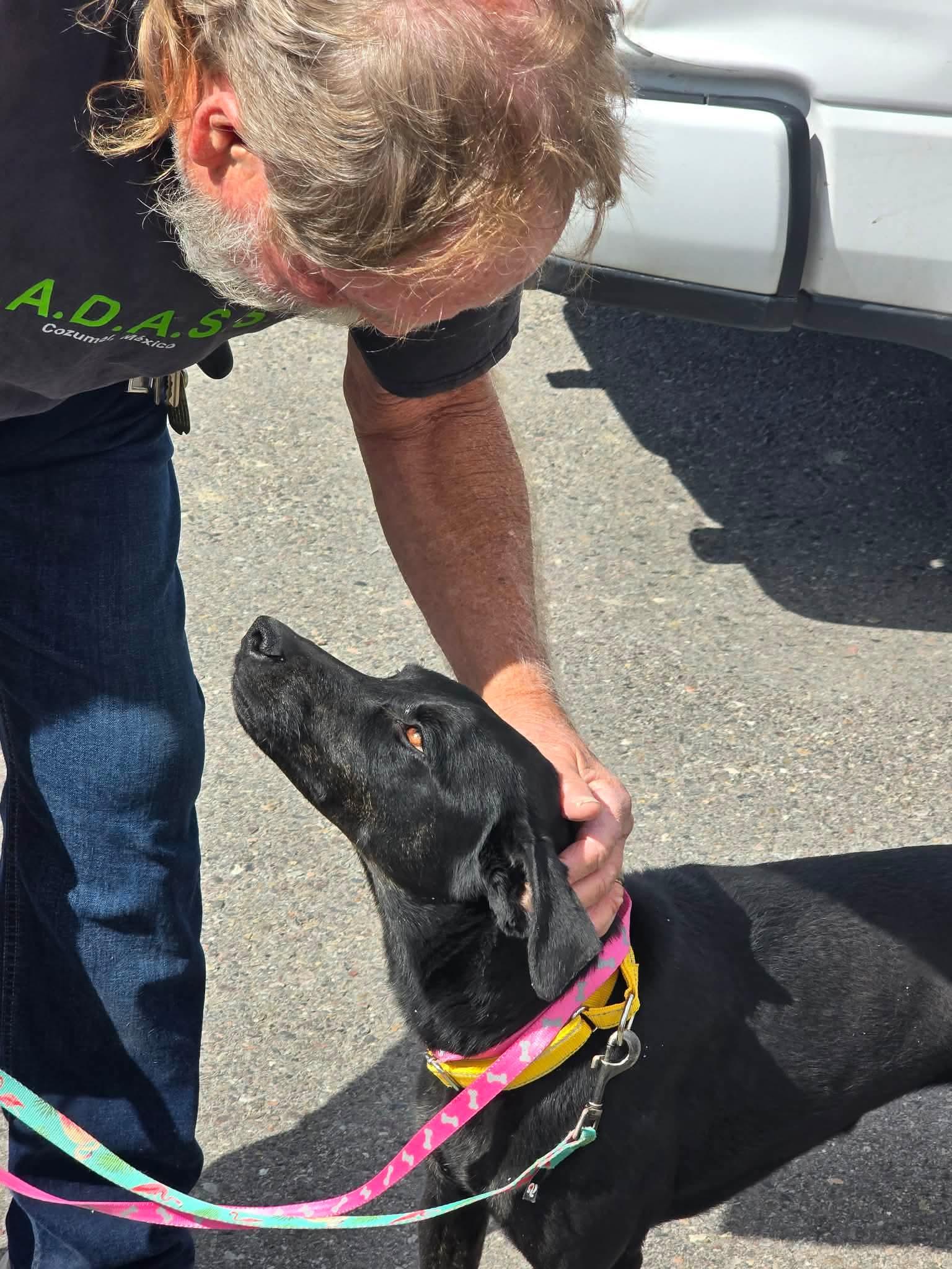 Minnie, a ADOPTABLE mixed breed in Plummer, ID image 3/3
