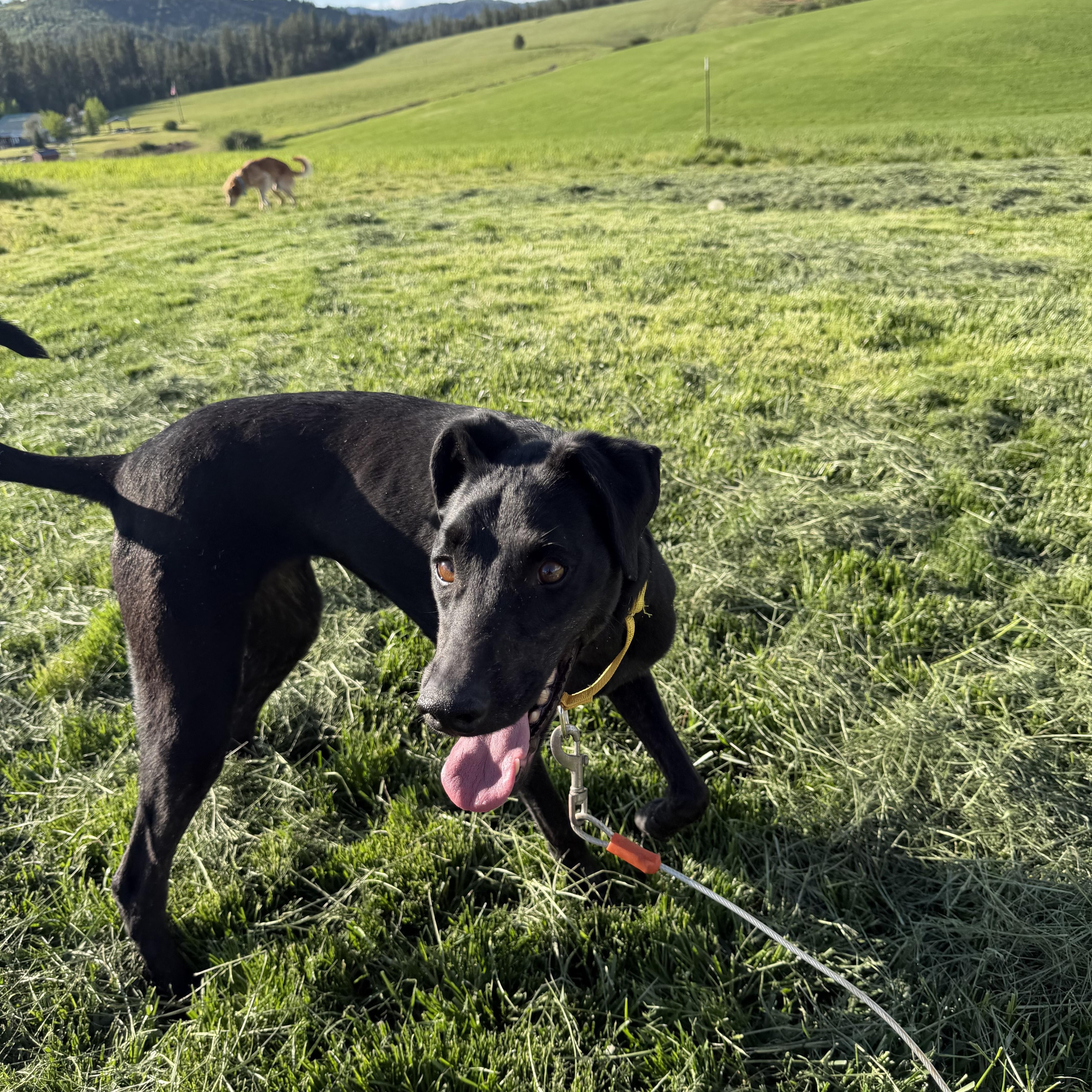 Minnie, a ADOPTABLE mixed breed in Plummer, ID image 2/3