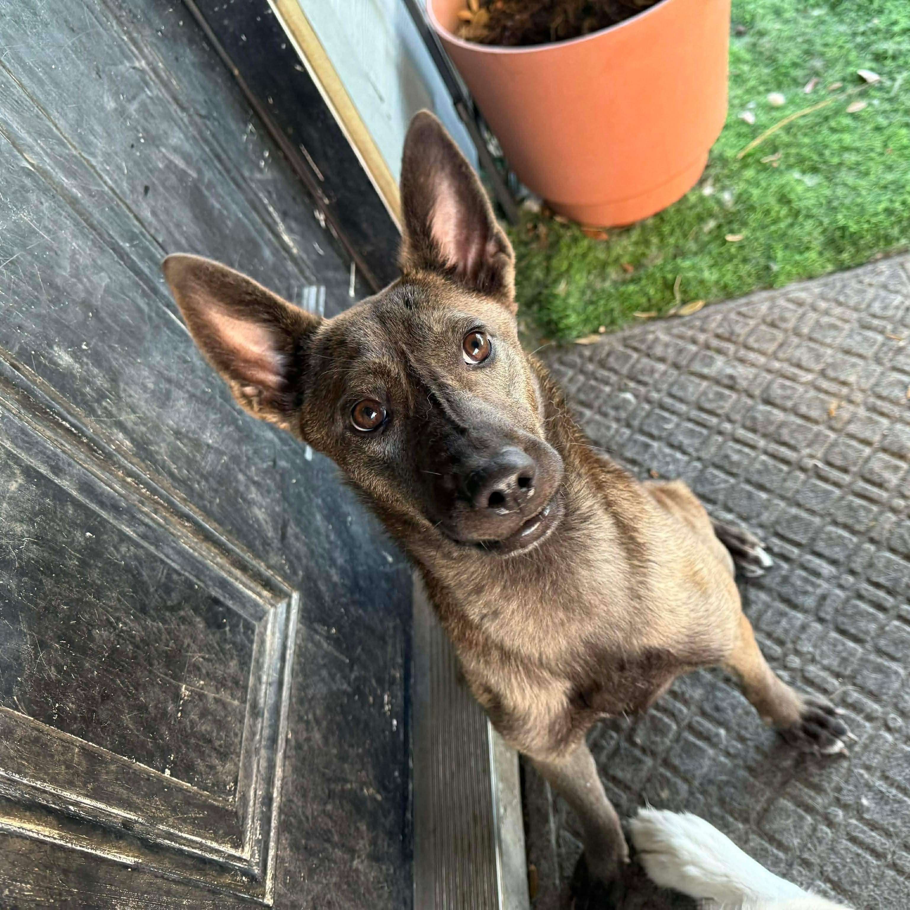 Enlarge Delo Girl, an adoption pending mixed breed in Emporia, VA image 4/6