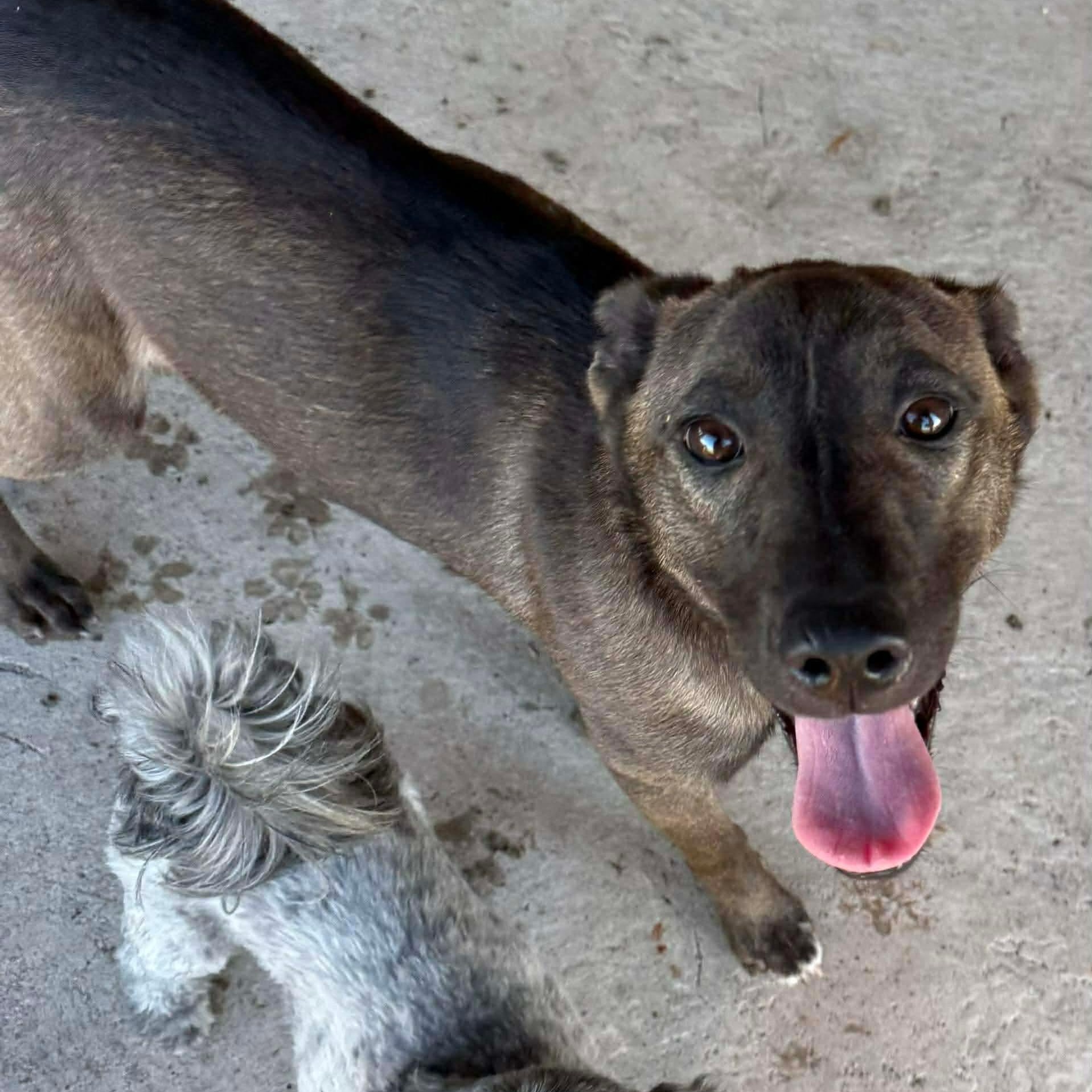 Enlarge Delo Girl, an adoption pending mixed breed in Emporia, VA image 3/6