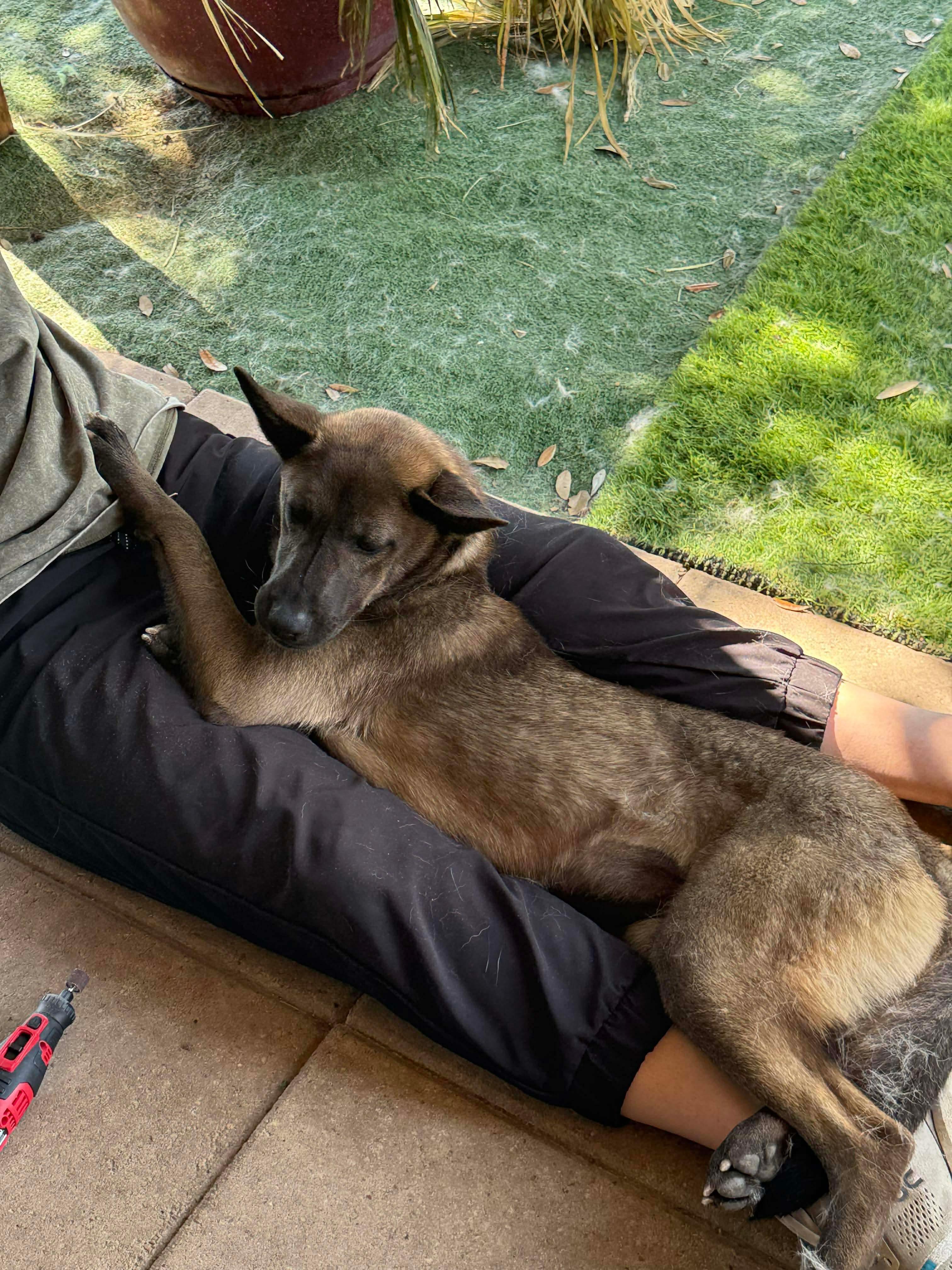 Enlarge Delo Girl, an adoption pending mixed breed in Emporia, VA image 5/6