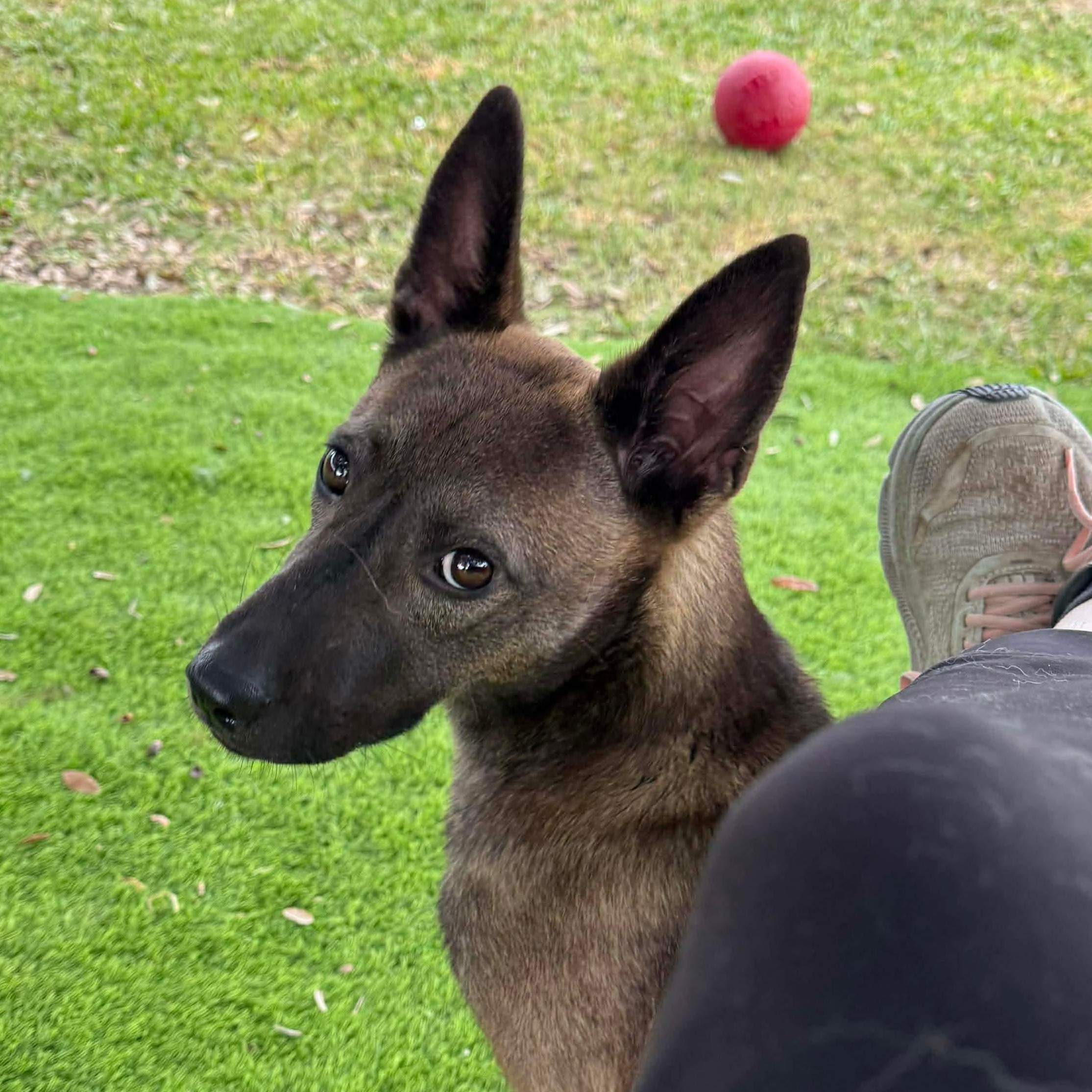 Enlarge Delo Girl, an adoption pending mixed breed in Emporia, VA image 1/6