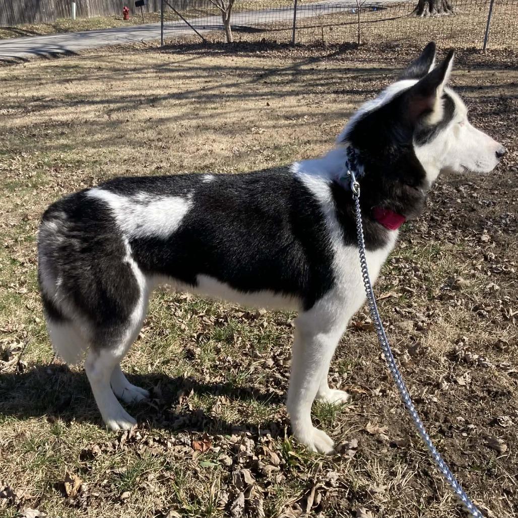 Kawaii, Adoptable, Young Female Siberian Husky.