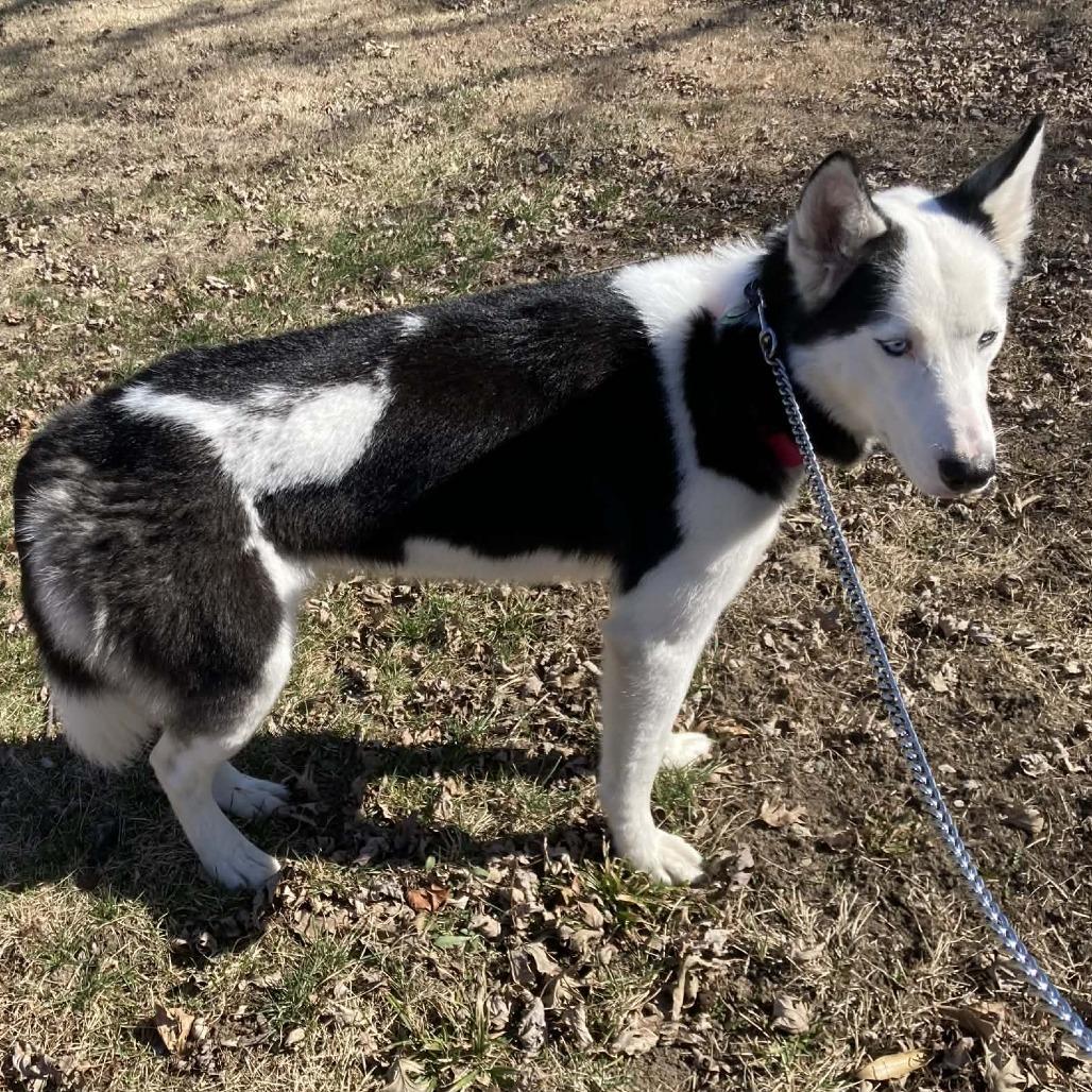 Enlarge Kawaii, a Adoptable Siberian Husky in Newton, IA image 2/2