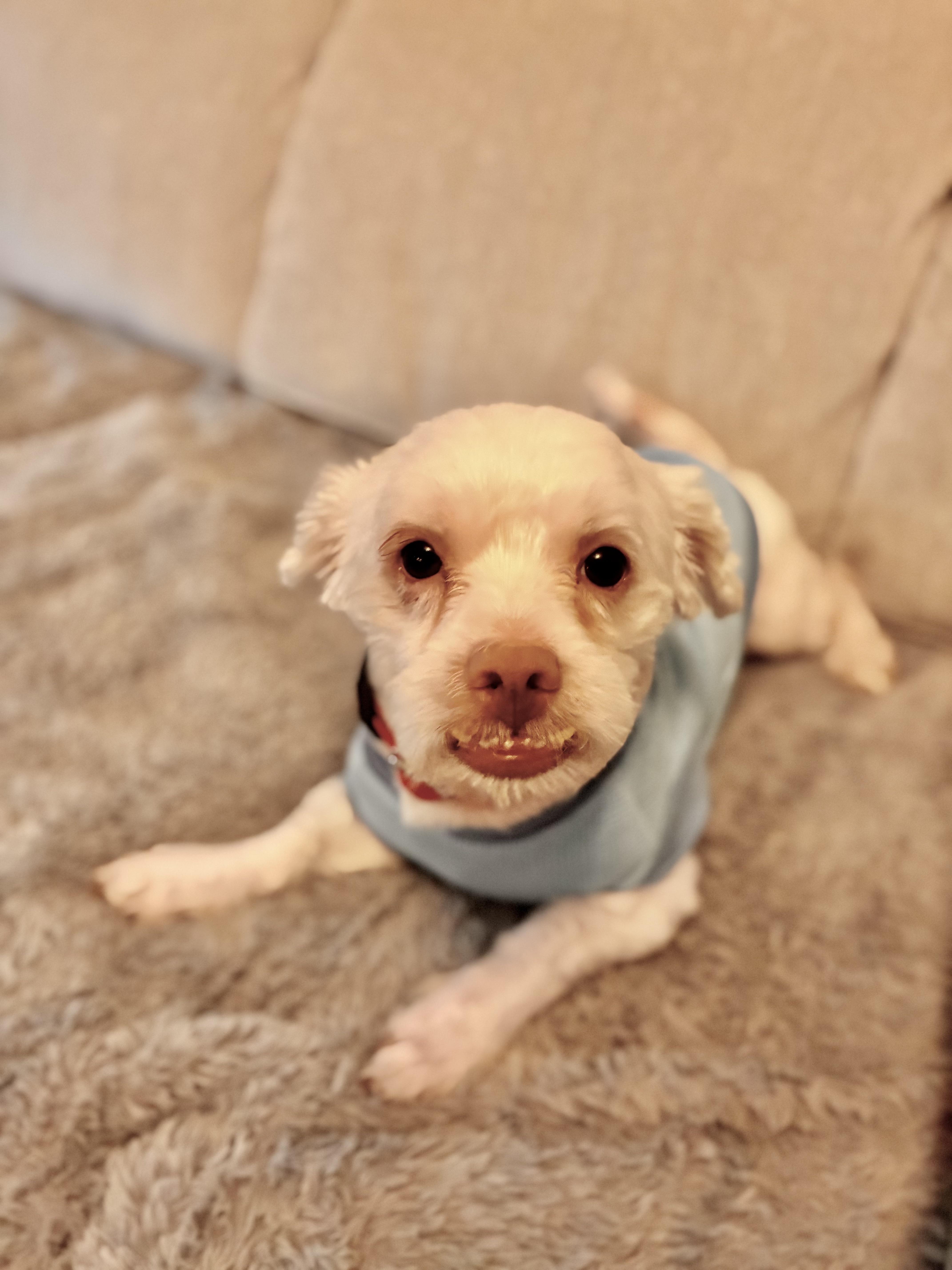 Enlarge Moola, a Adoptable mixed breed in Harrison, NY image 5/5