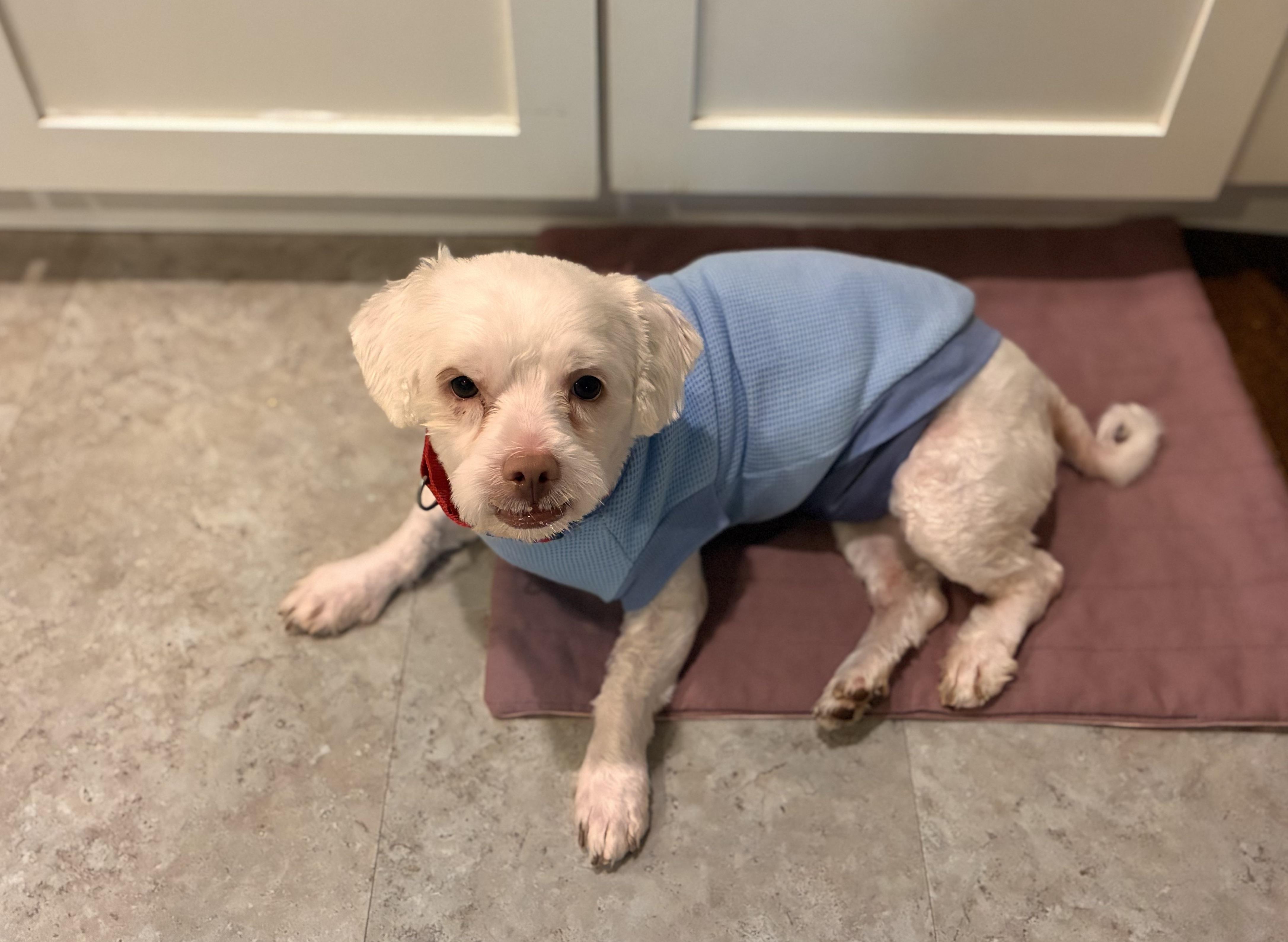 Enlarge Moola, a Adoptable mixed breed in Harrison, NY image 2/5