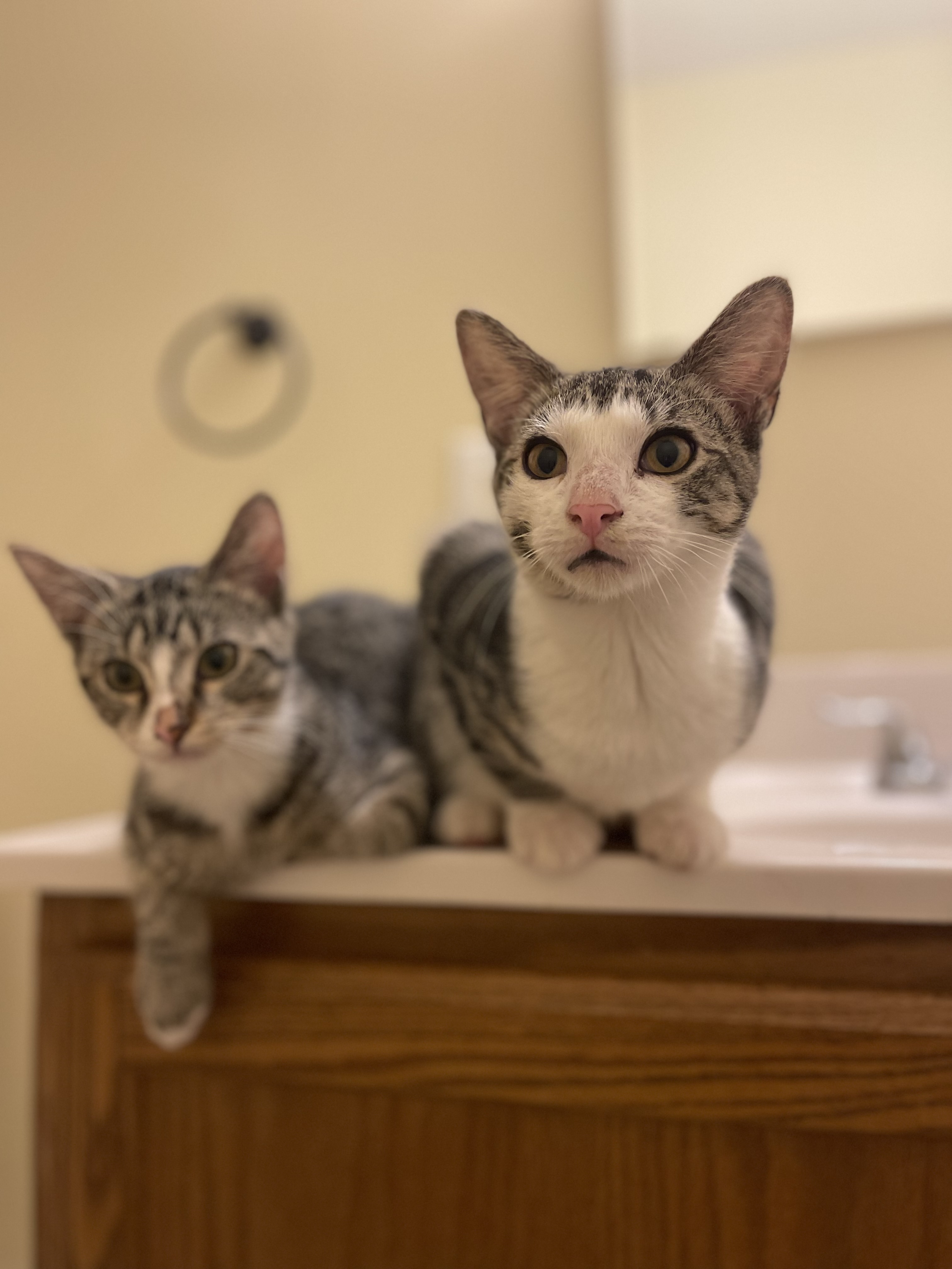 Starling, a Adoptable Domestic Short Hair in Bridgeton, NJ image 2/3